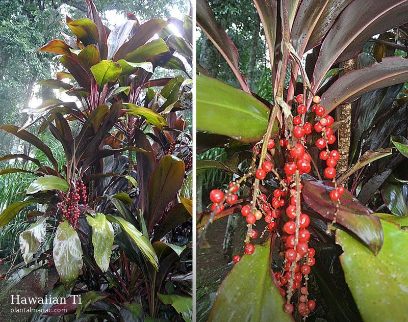 Hawaiian Ti (Cordyline fruticosa)