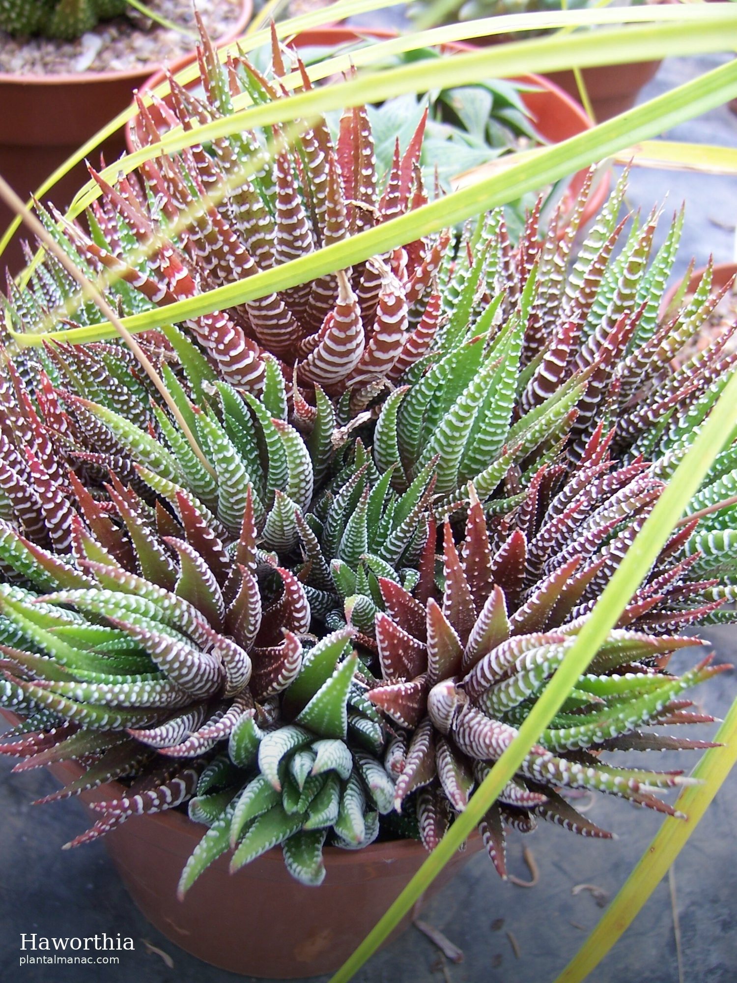 Haworthia (Haworthiopsis attenuata)