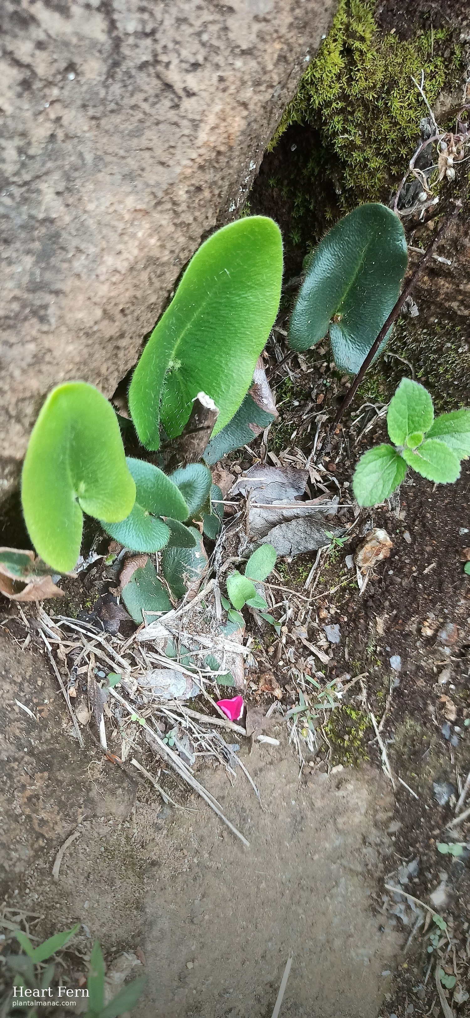Herzfarn (Hemionitis arifolia)