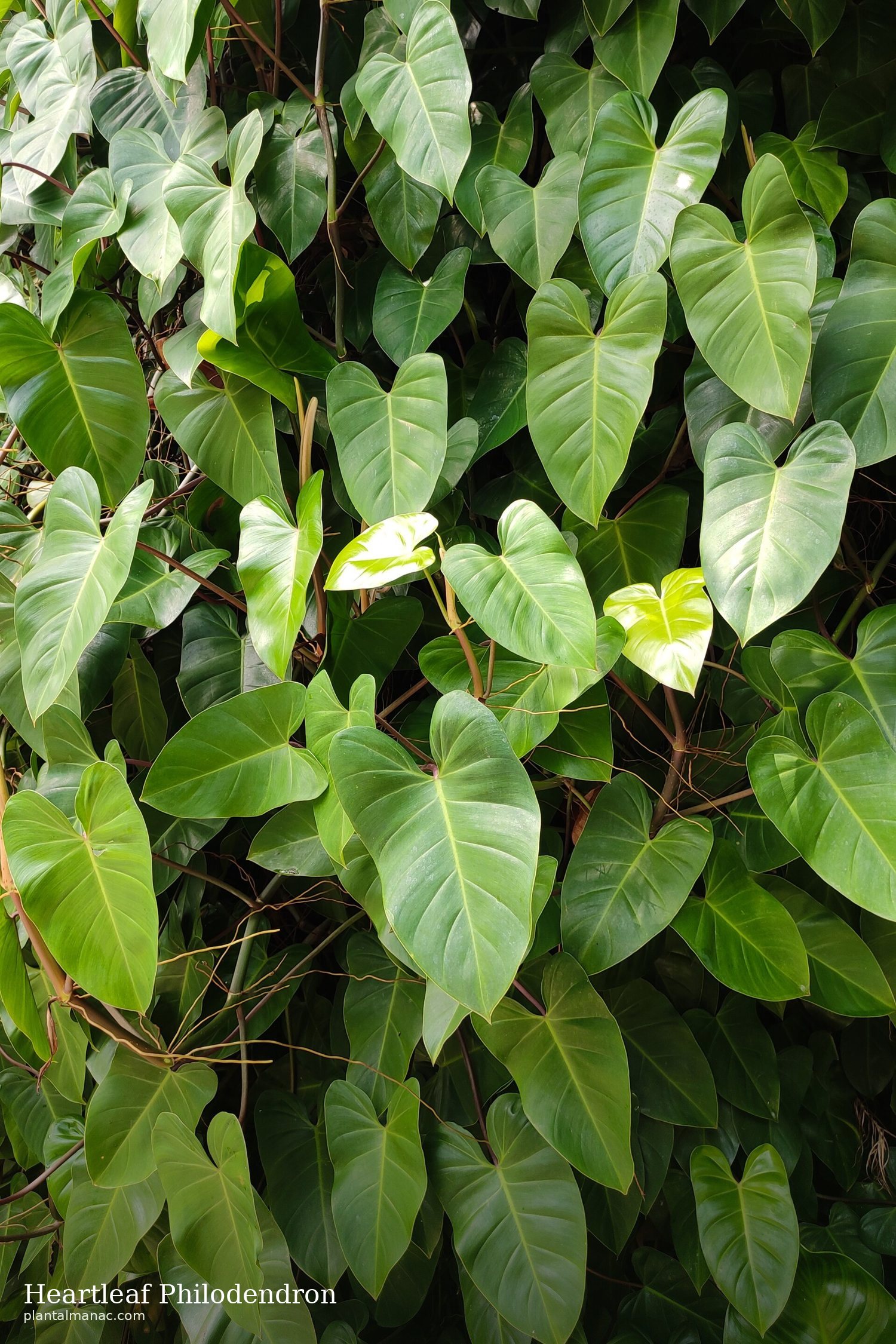 Heartleaf Philodendron (Philodendron hederaceum)