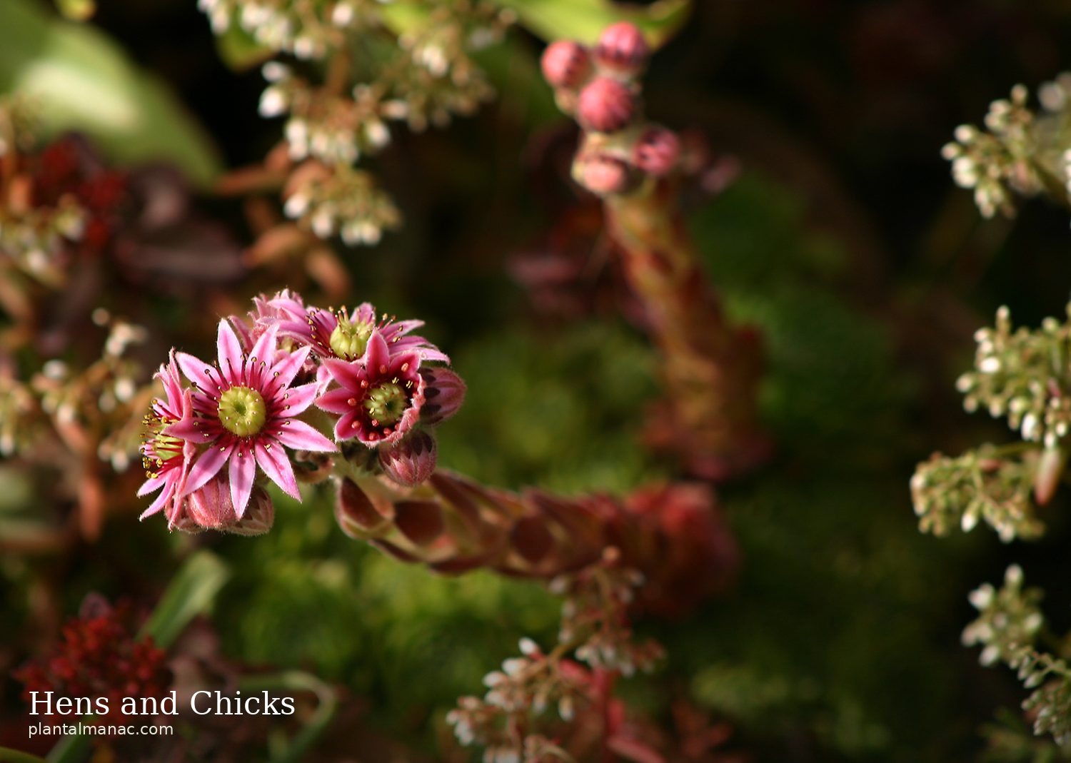 Hens and Chicks (Sempervivum tectorum)
