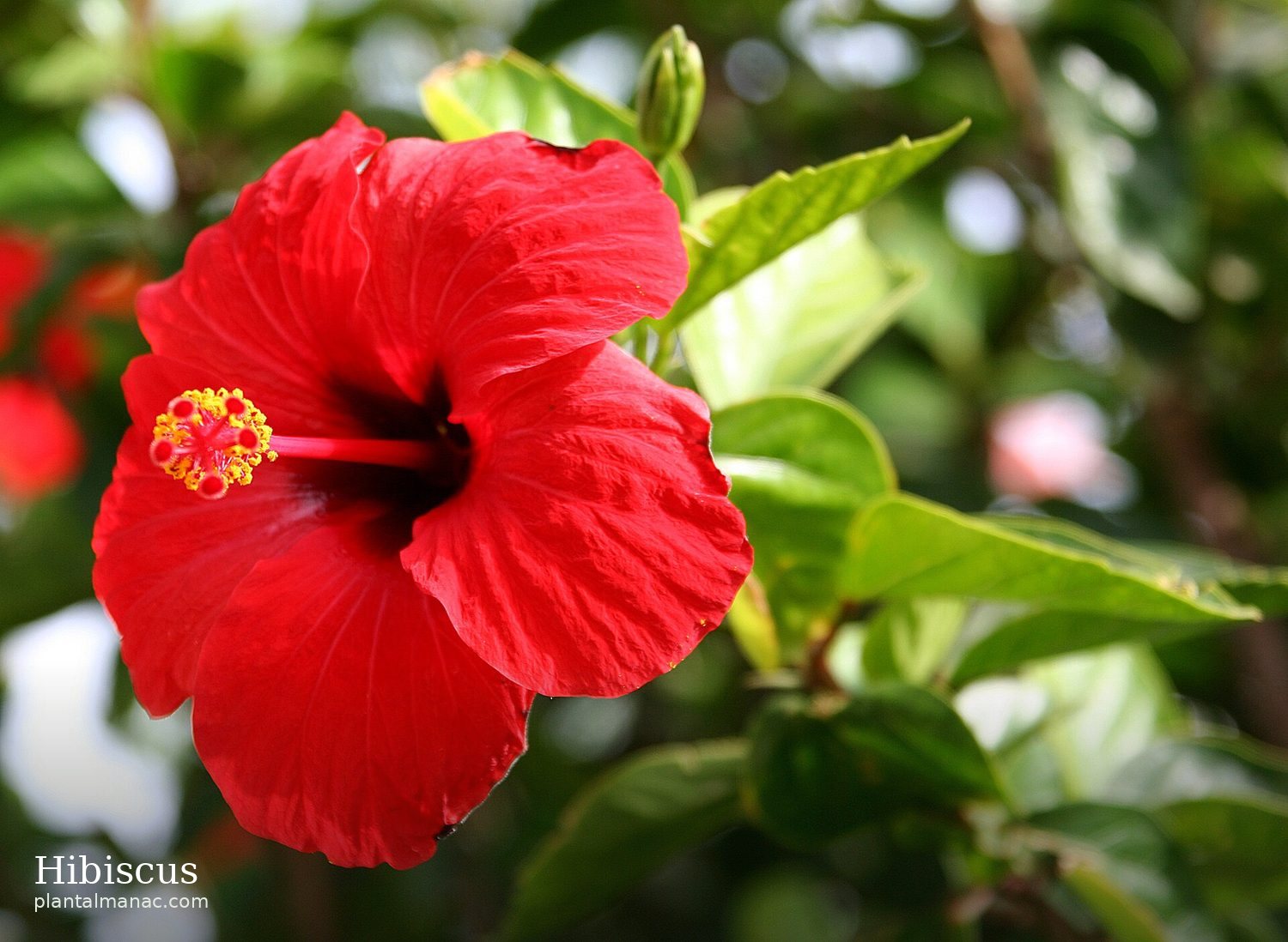 Hibiscus (Hibiscus rosa-sinensis)
