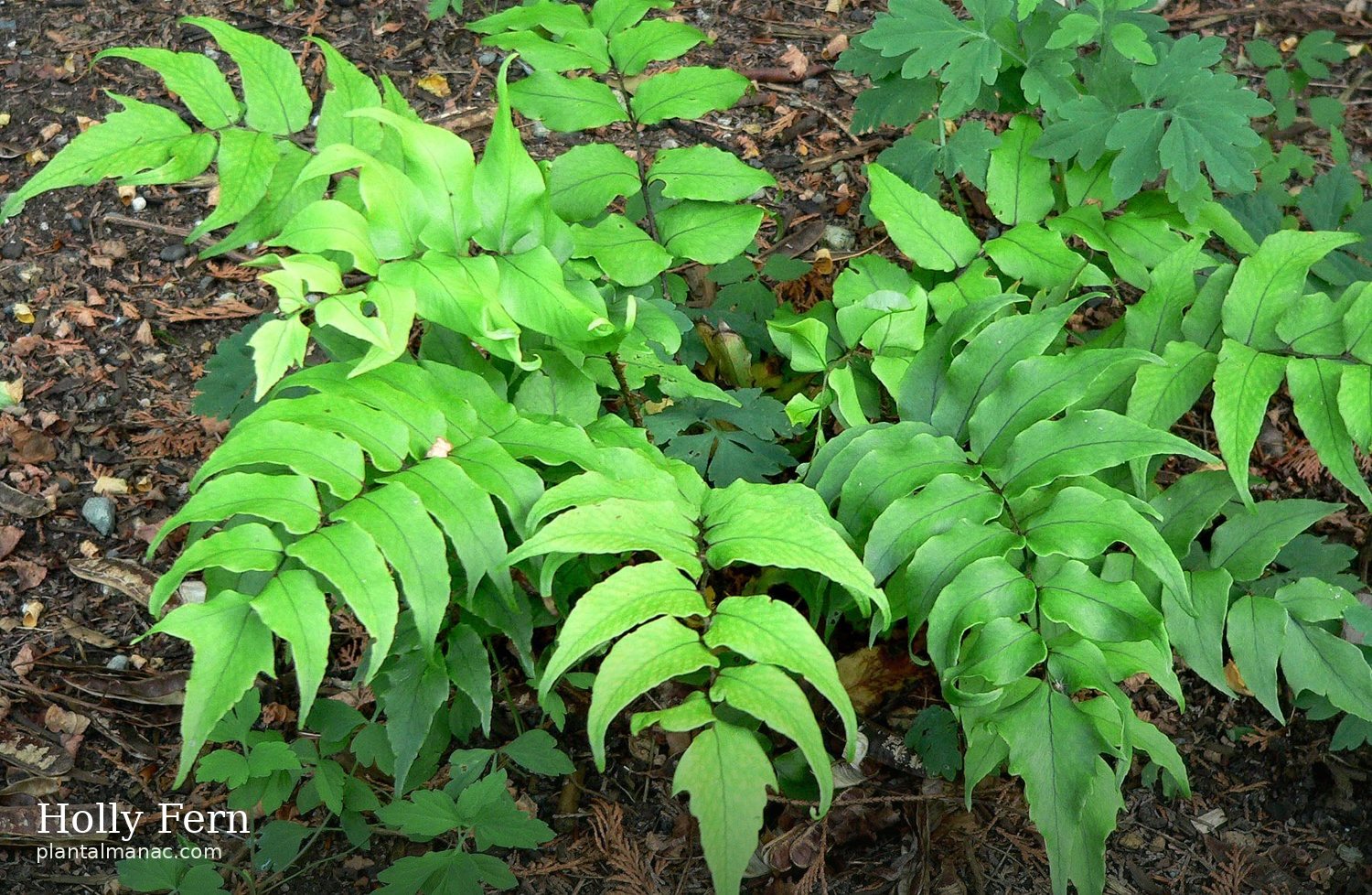 Holly Fern (Cyrtomium falcatum)