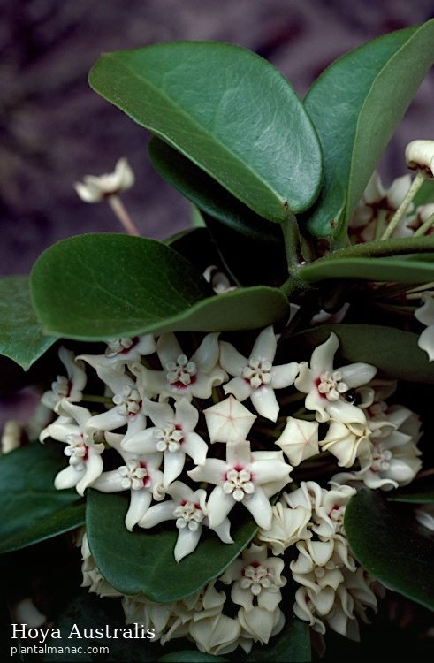 Hoya Australis (Hoya australis)