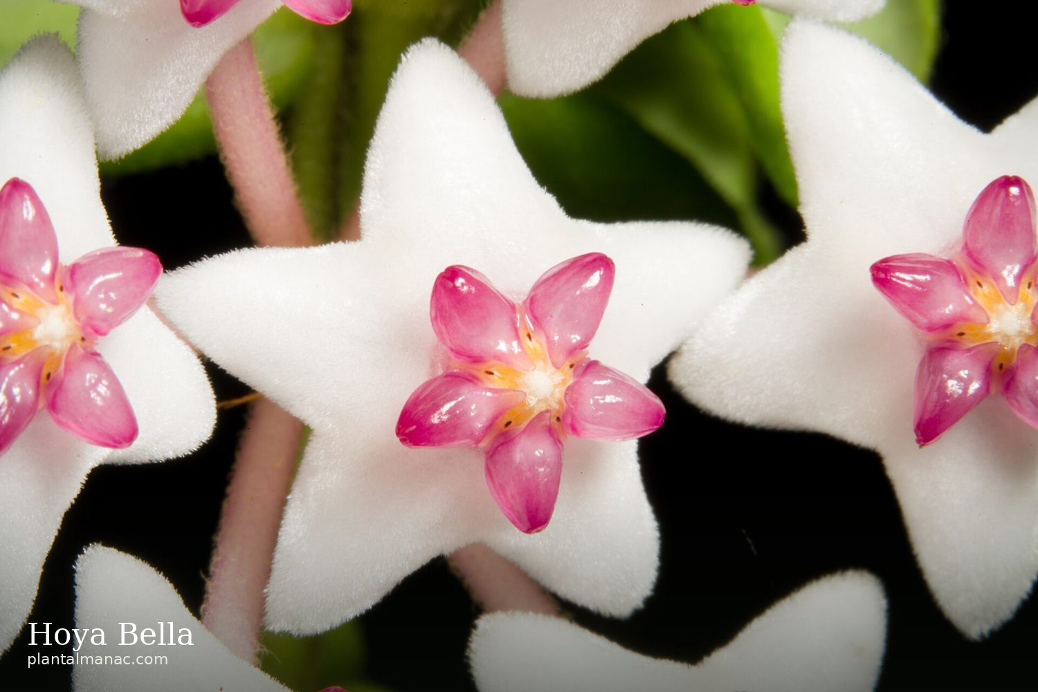 Hoya Bella (Hoya lanceolata bella)