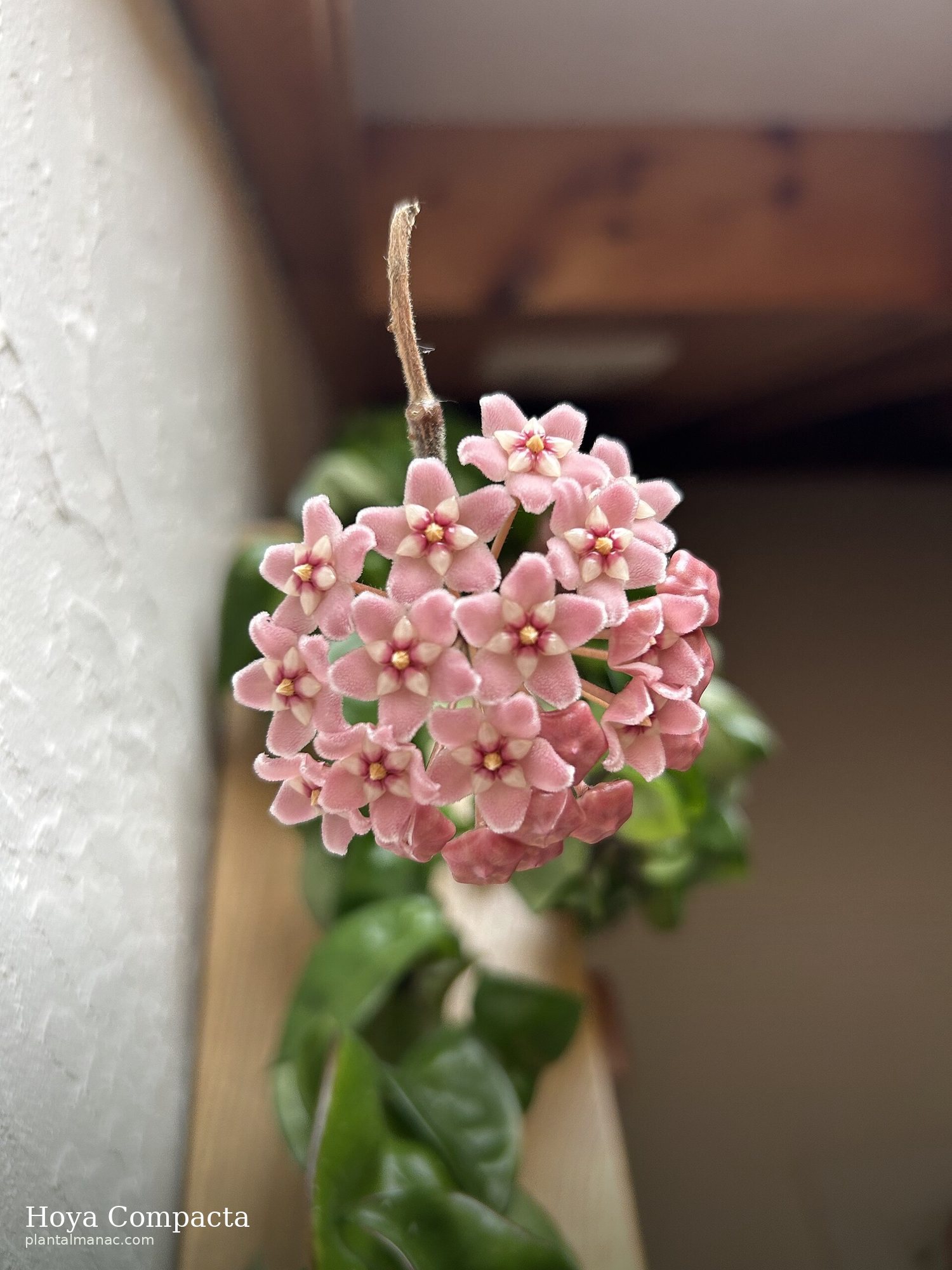 Hoya Compacta (Hoya carnosa compacta)
