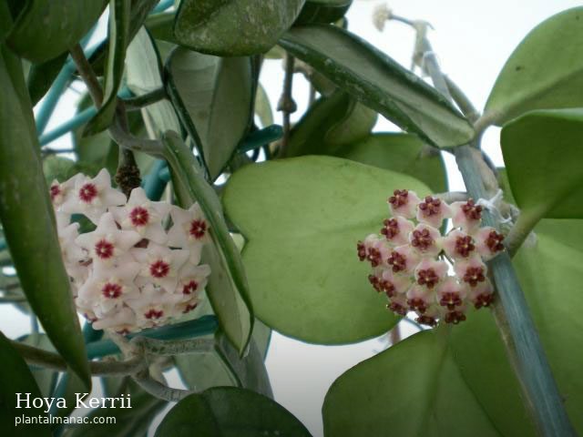 Hoya Kerrii (Hoya kerrii)