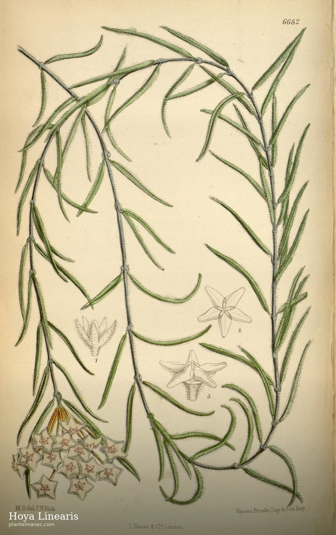 Hoya Linearis (Hoya linearis)