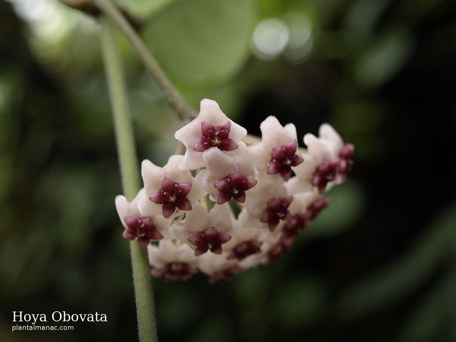 Hoya Obovata (Hoya obovata)