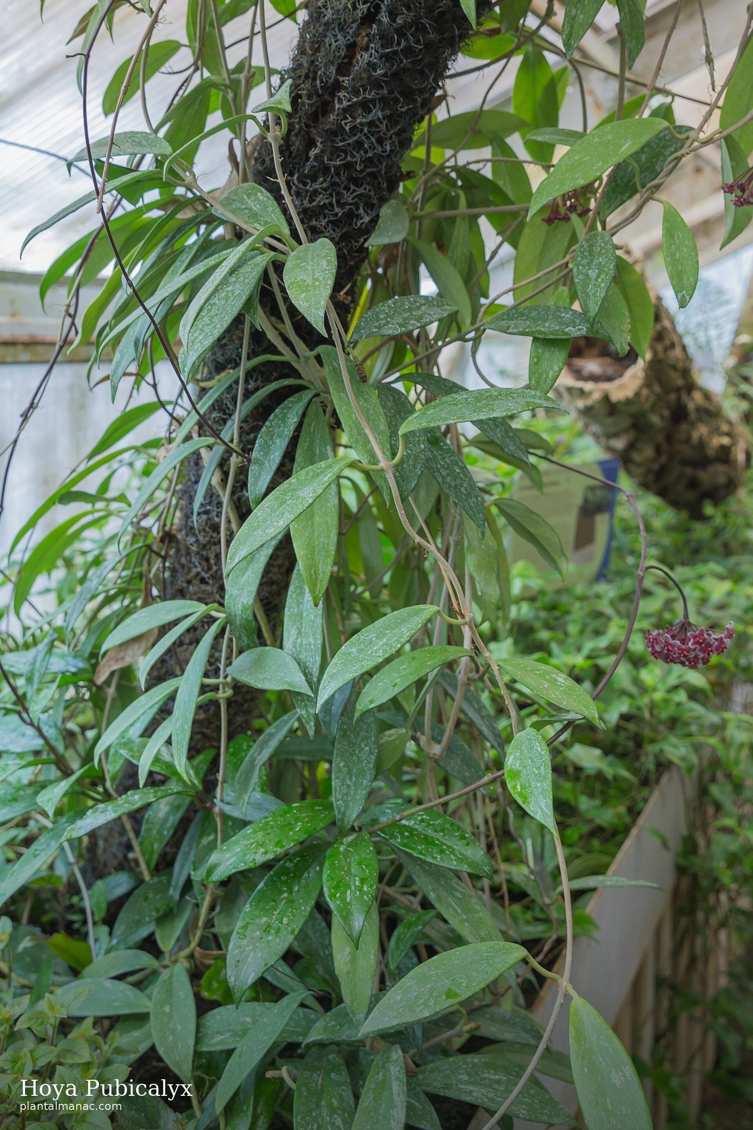 Hoya Pubicalyx (Hoya pubicalyx)