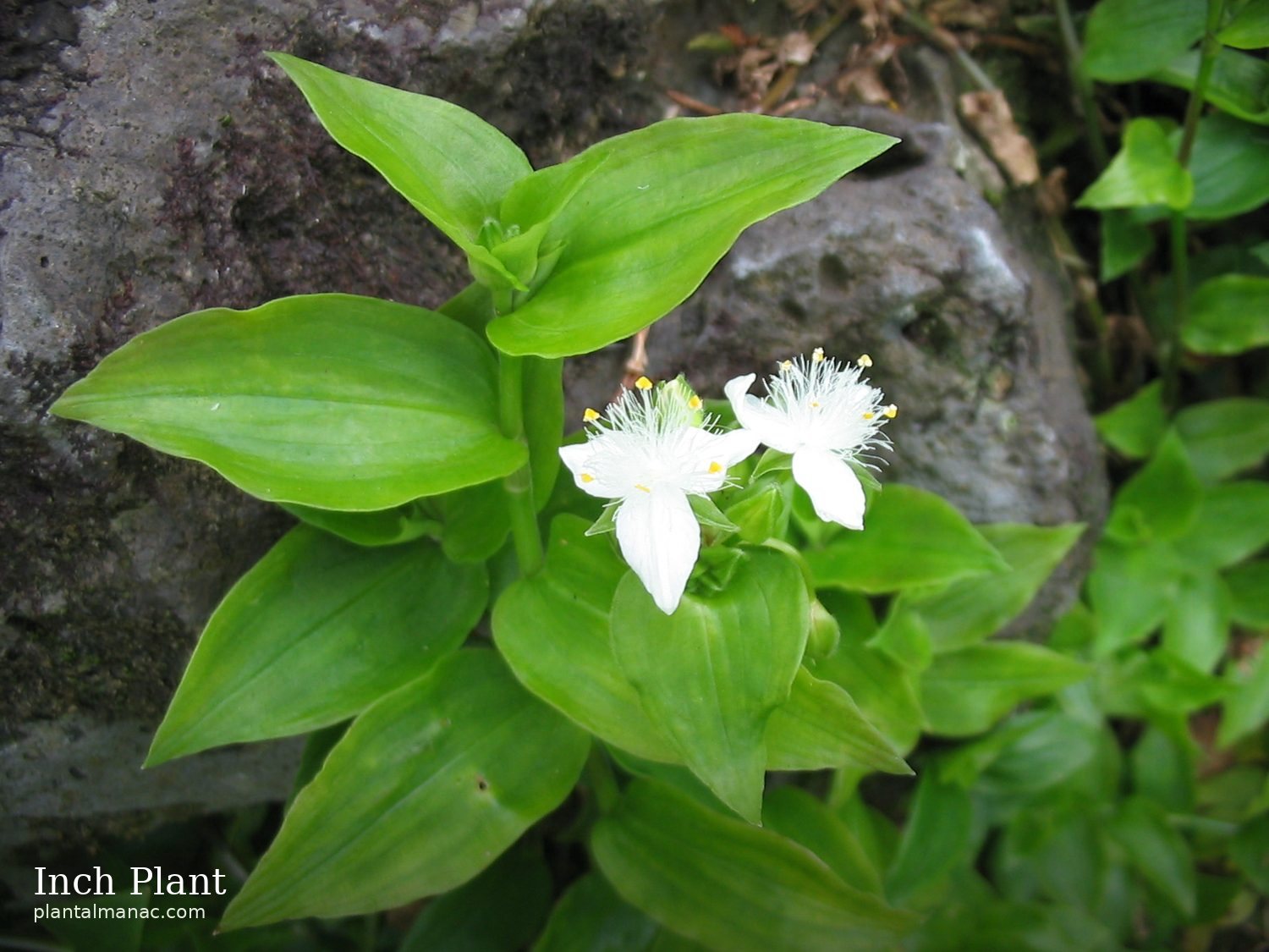 Inch Plant (Tradescantia fluminensis)