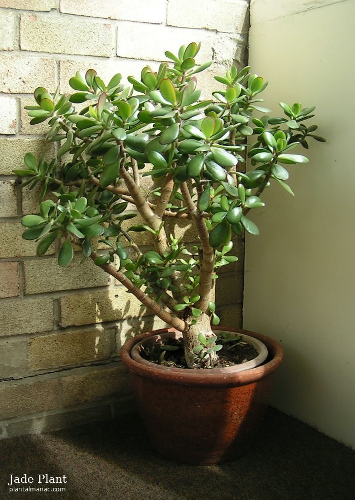 Jade Plant (Crassula ovata)