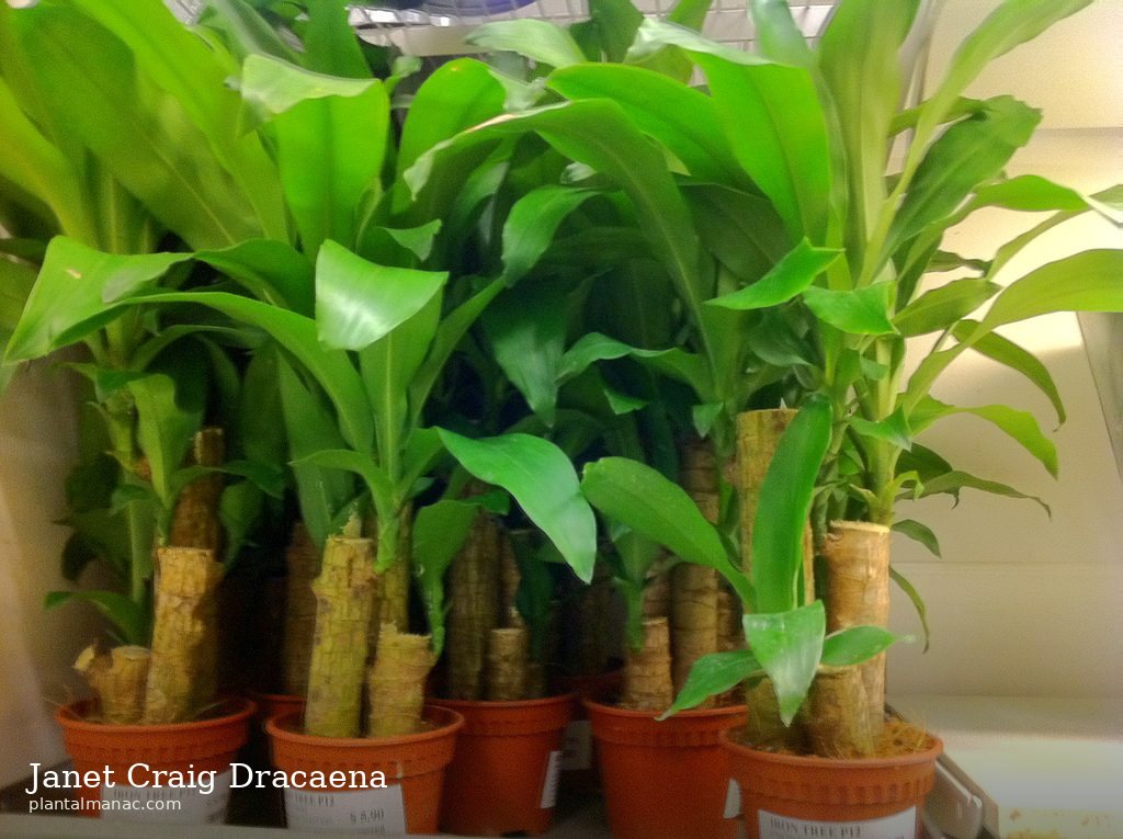 Janet Craig Dracaena (Dracaena deremensis)