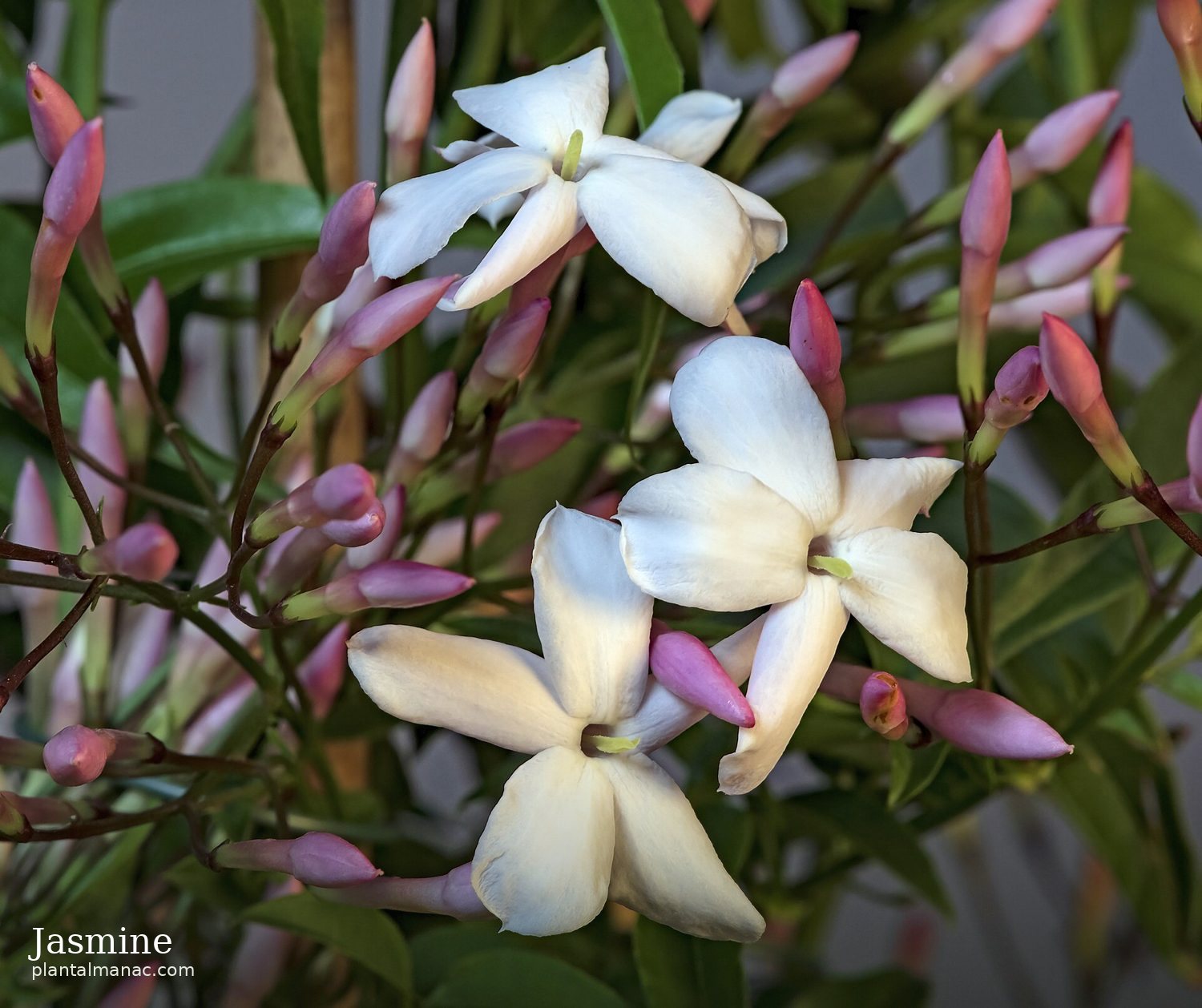Jasmine (Jasminum polyanthum)