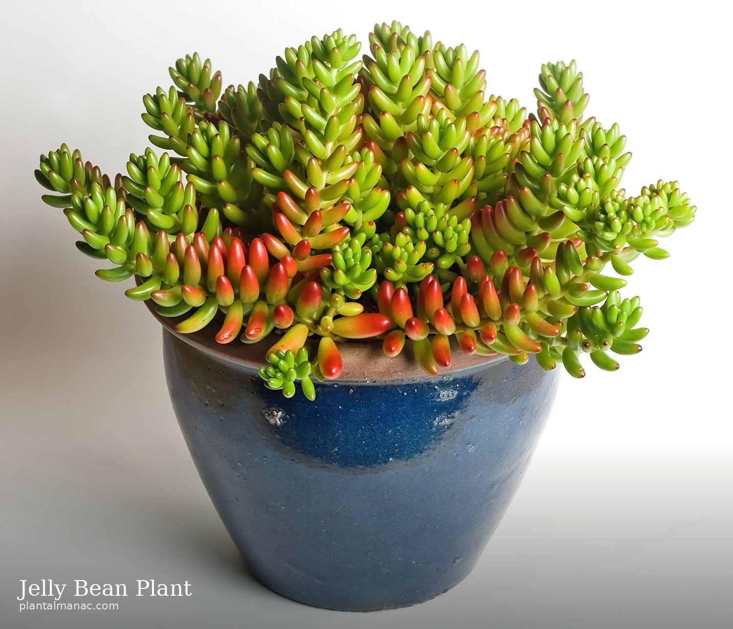 Jelly Bean Plant (Sedum rubrotinctum)