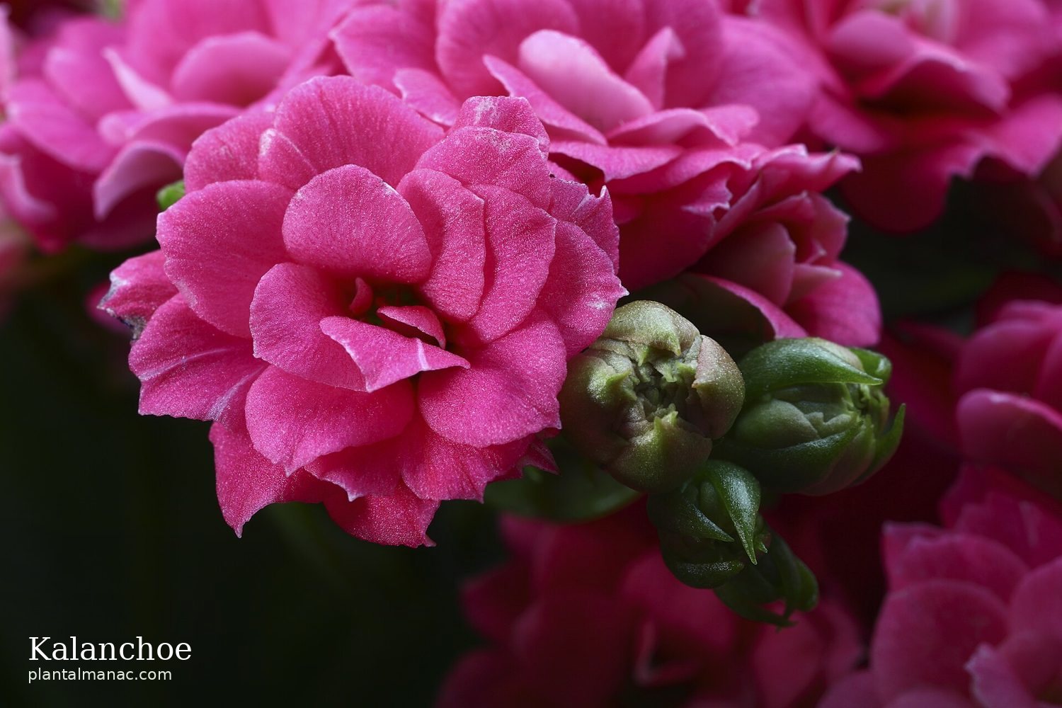 Kalanchoe (Kalanchoe blossfeldiana)