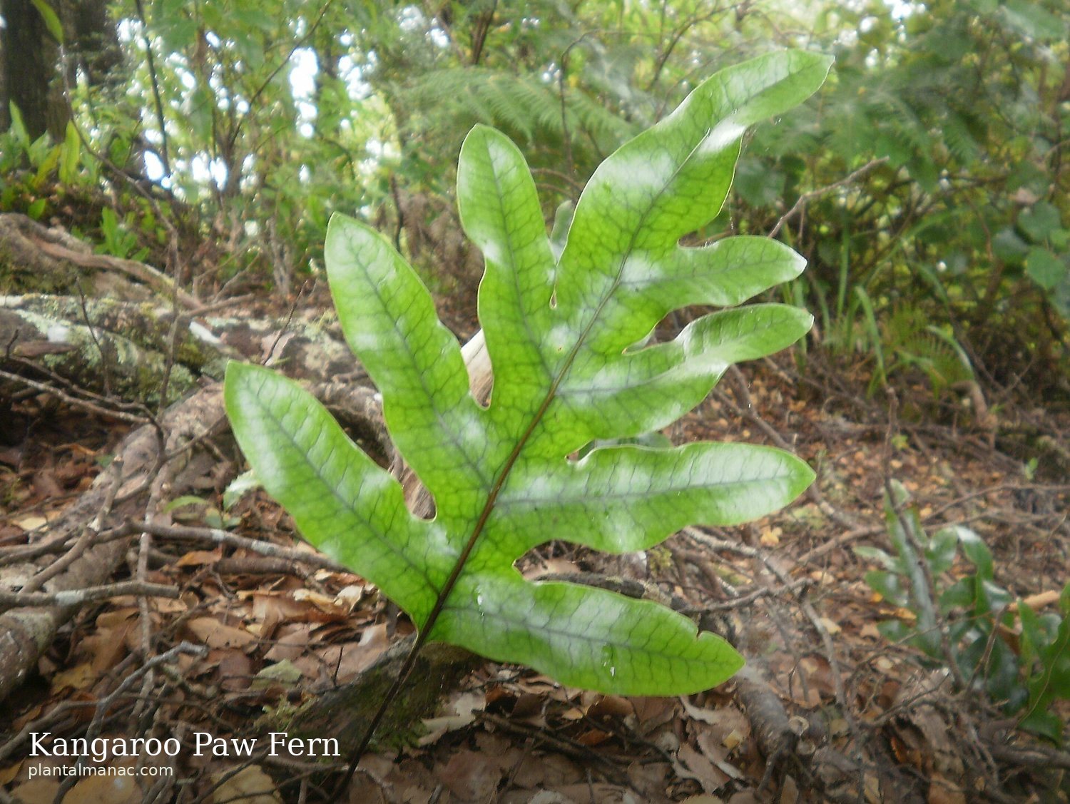 Kangaroo Paw Fern (Microsorum diversifolium)