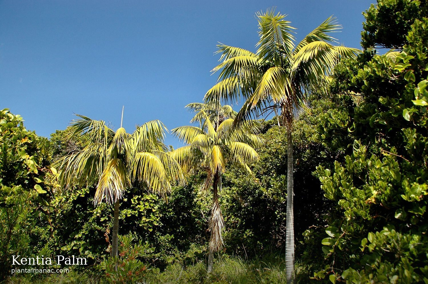 Kentia Palm (Howea forsteriana)