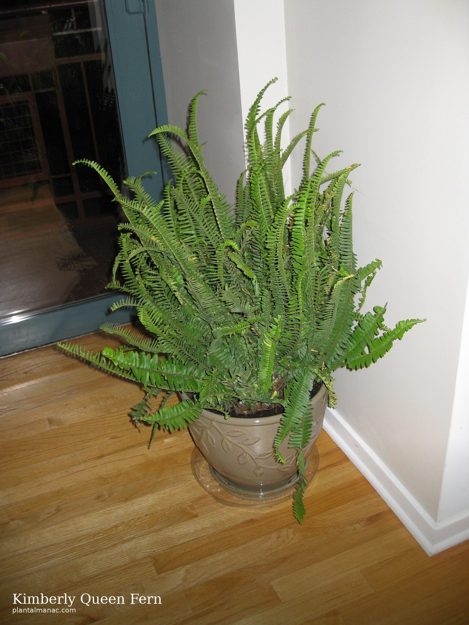 Kimberly Queen Farn (Nephrolepis obliterata)