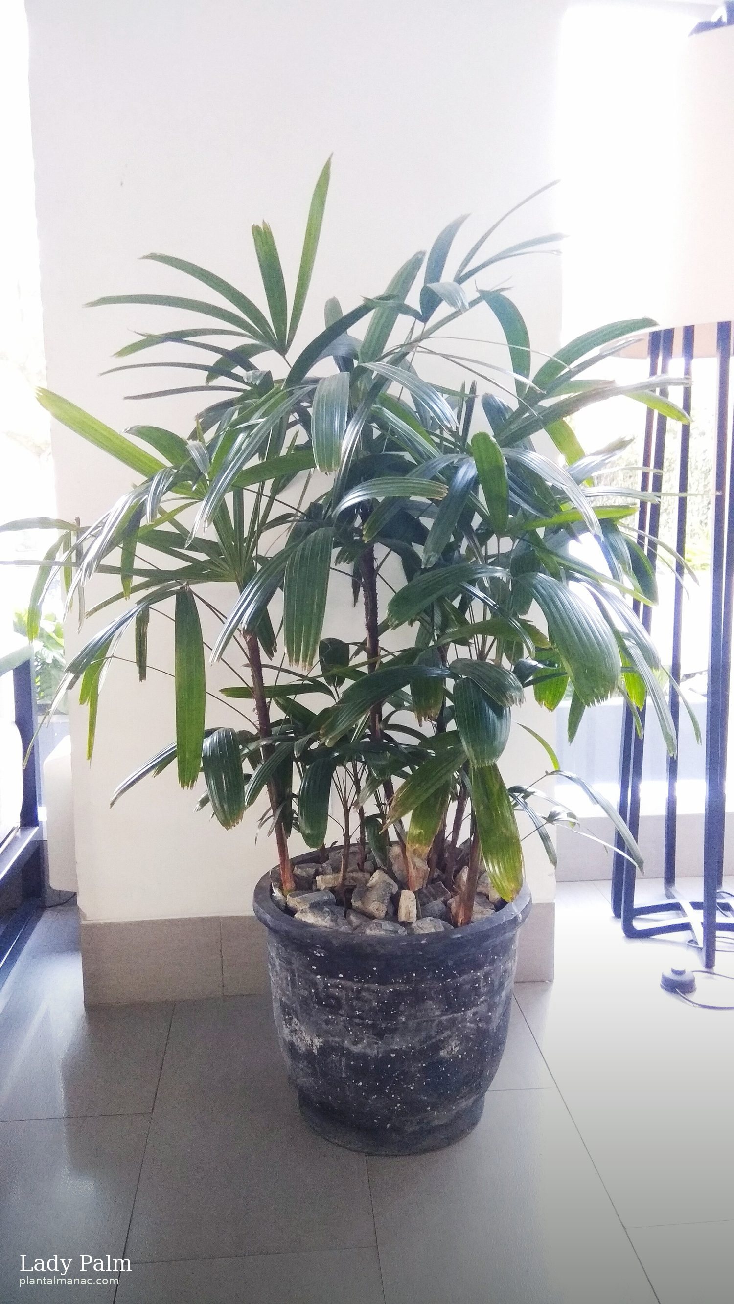 Lady Palm (Rhapis excelsa)