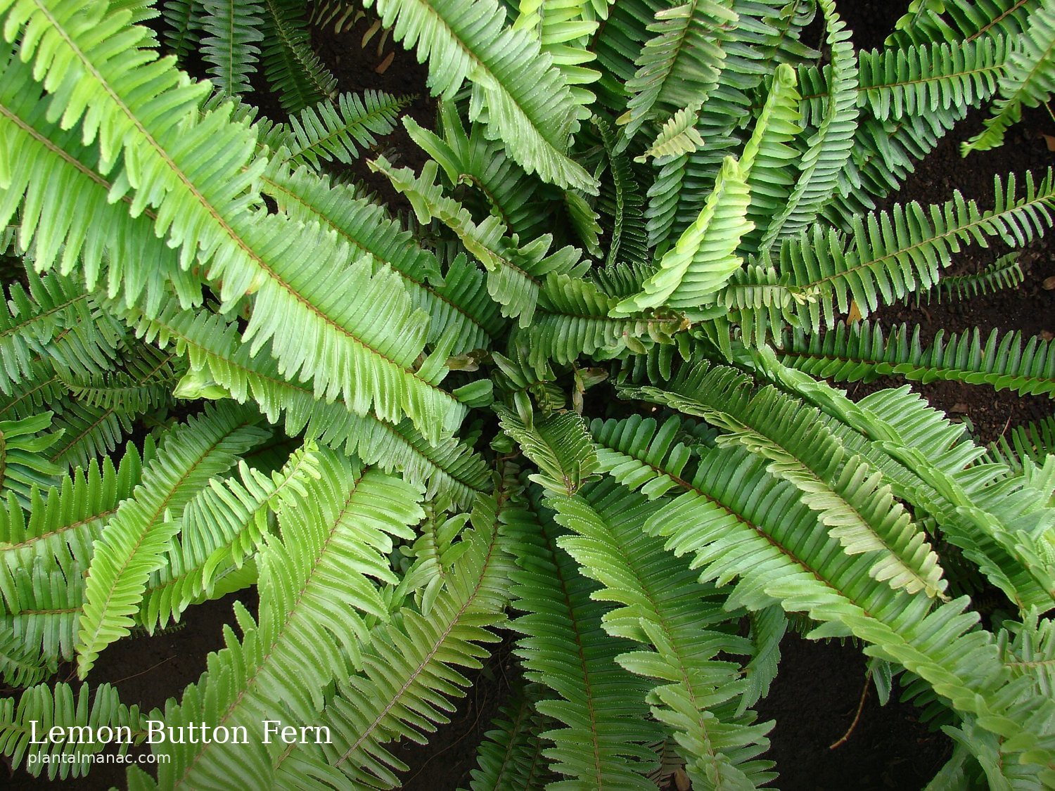 Lemon Button Fern (Nephrolepis cordifolia)
