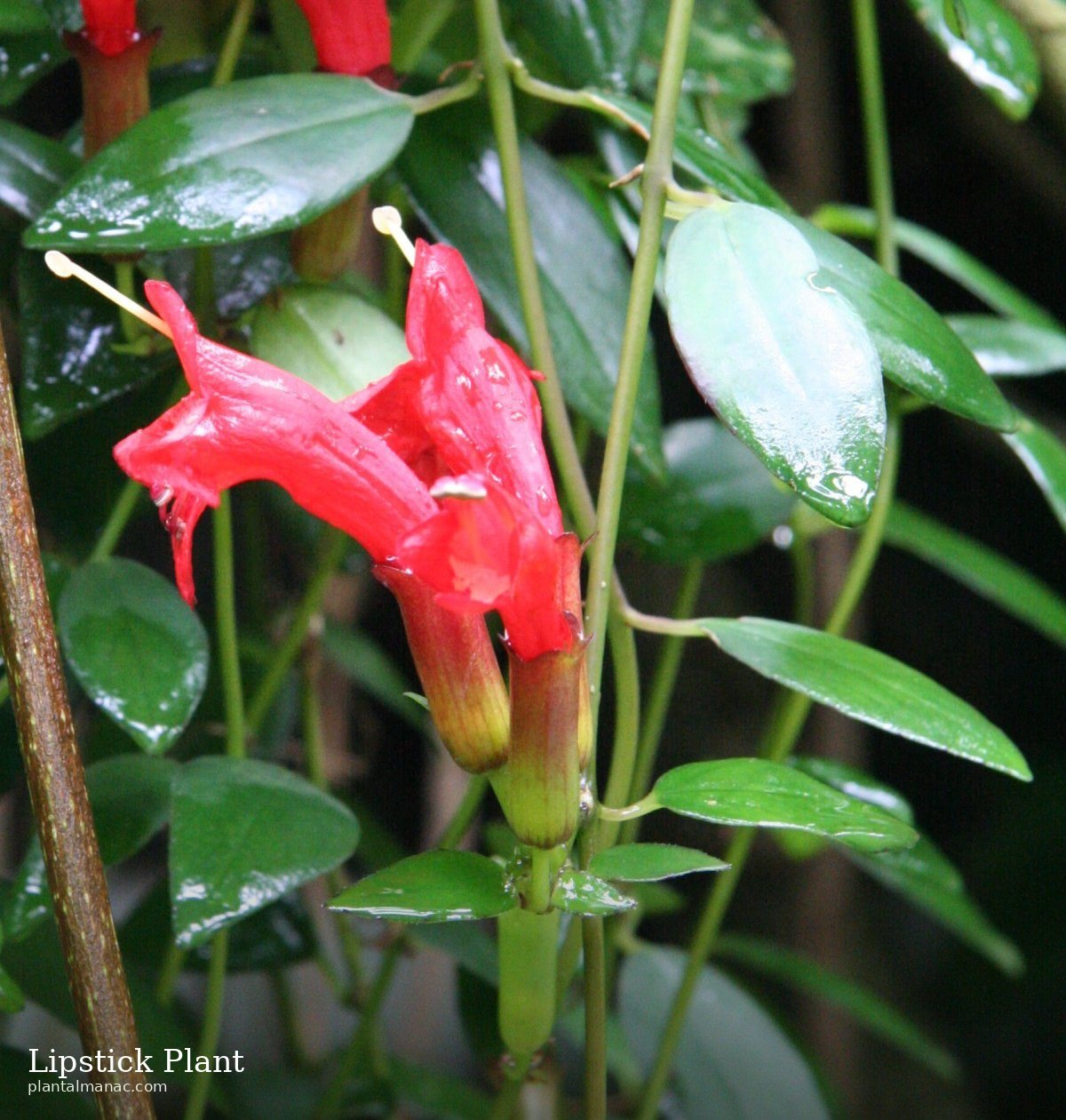 Lippenstift-Pflanze (Aeschynanthus radicans)