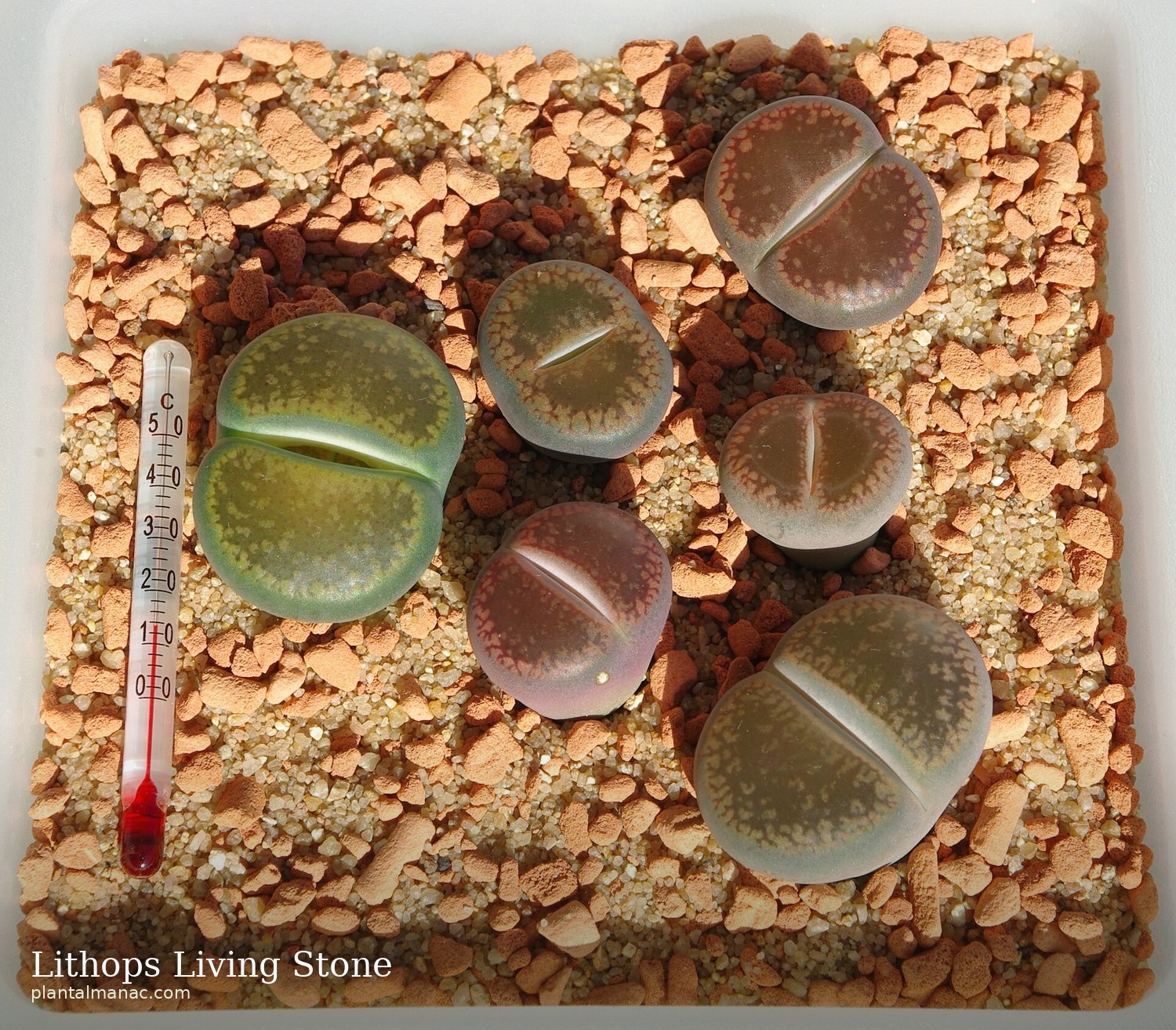 Lithops Lebender Stein (Lithops aucampiae)