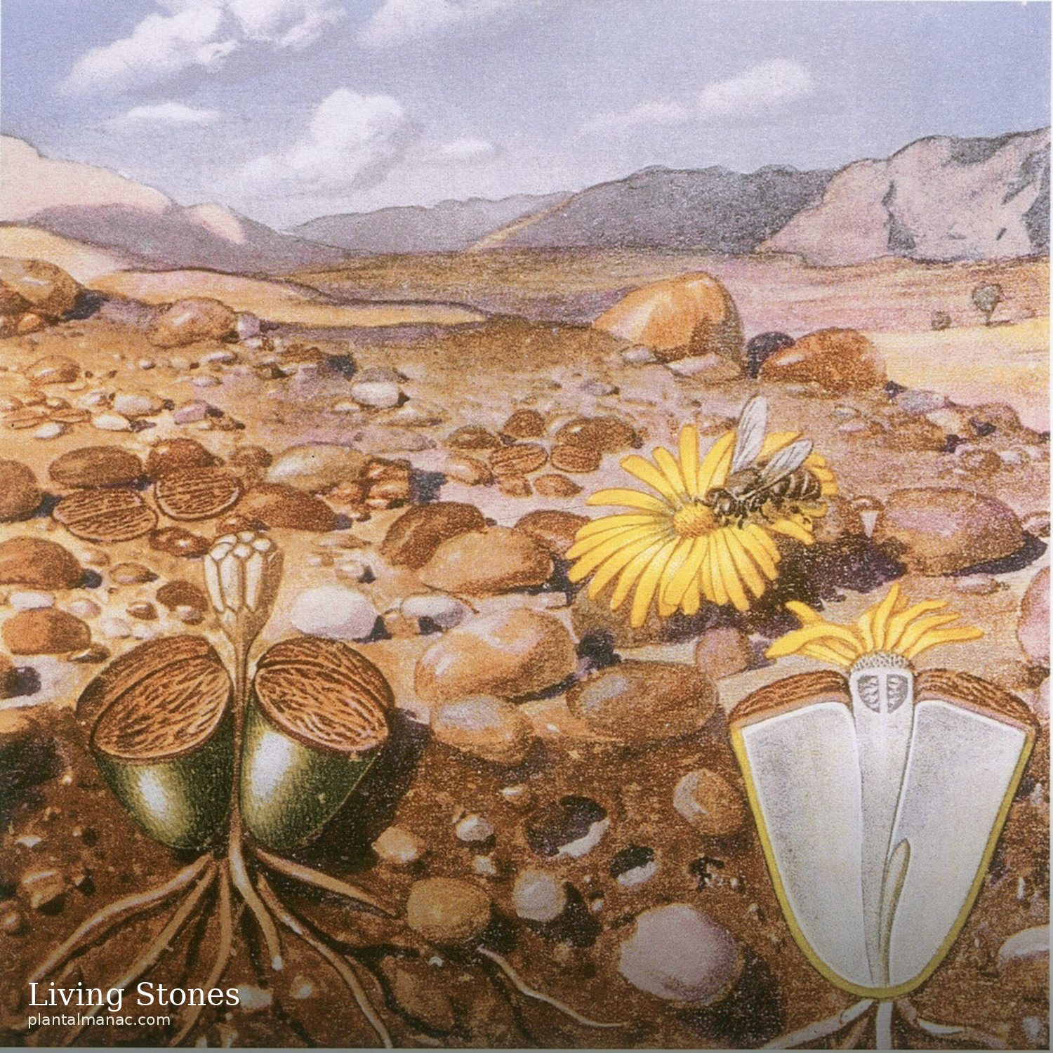 Lebende Steine (Lithops)