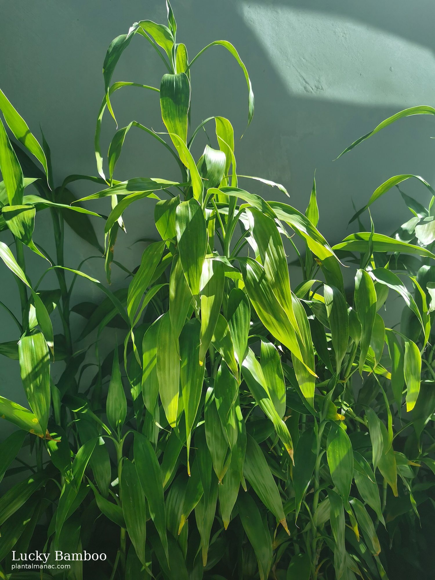 Lucky Bamboo (Dracaena sanderiana)