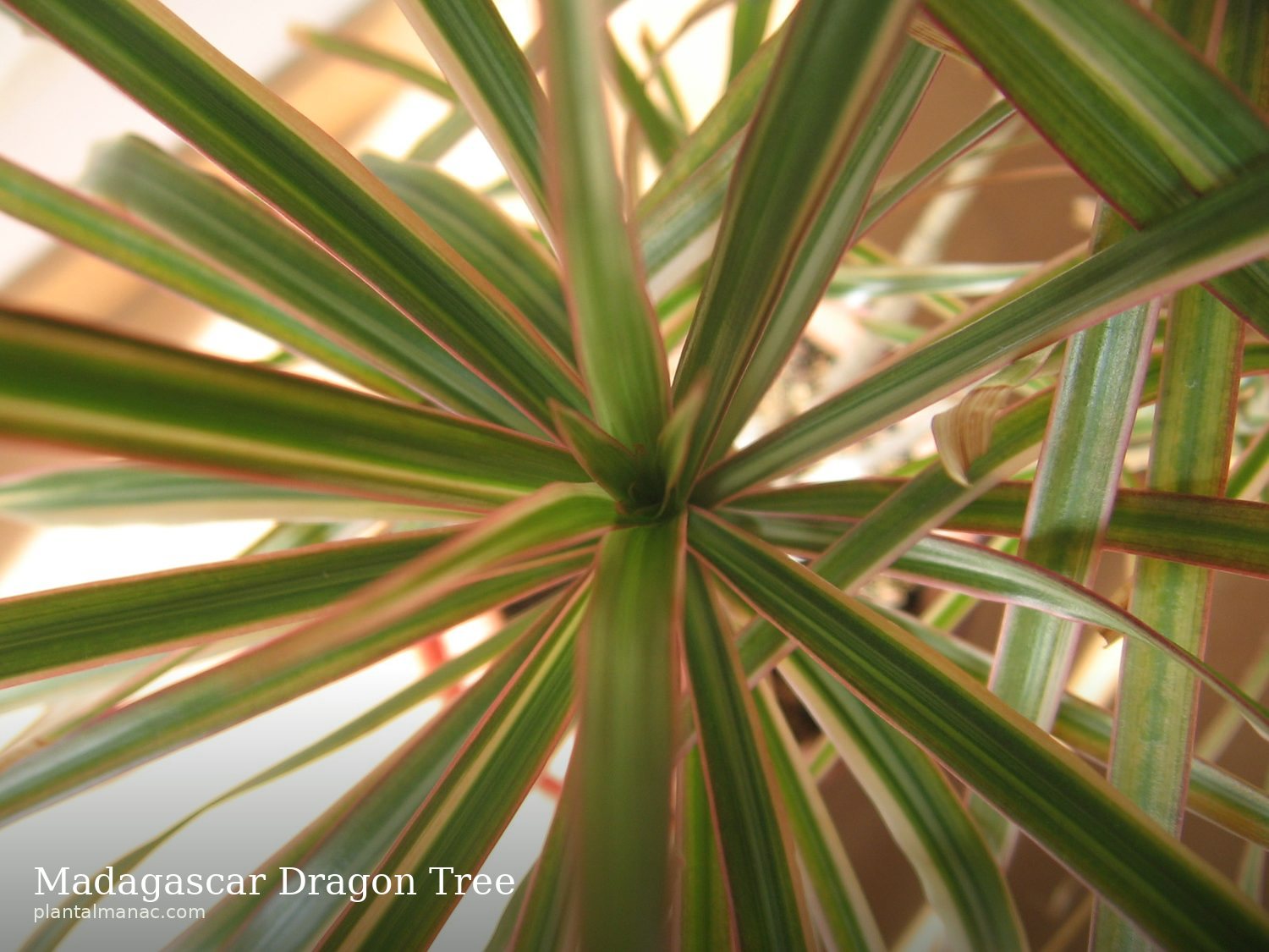 Madagascar Dragon Tree (Dracaena marginata Tricolor)
