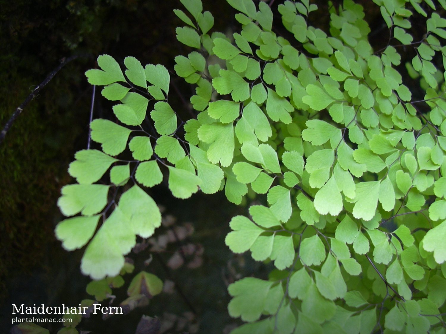Frauenhaarfarn (Adiantum raddianum)