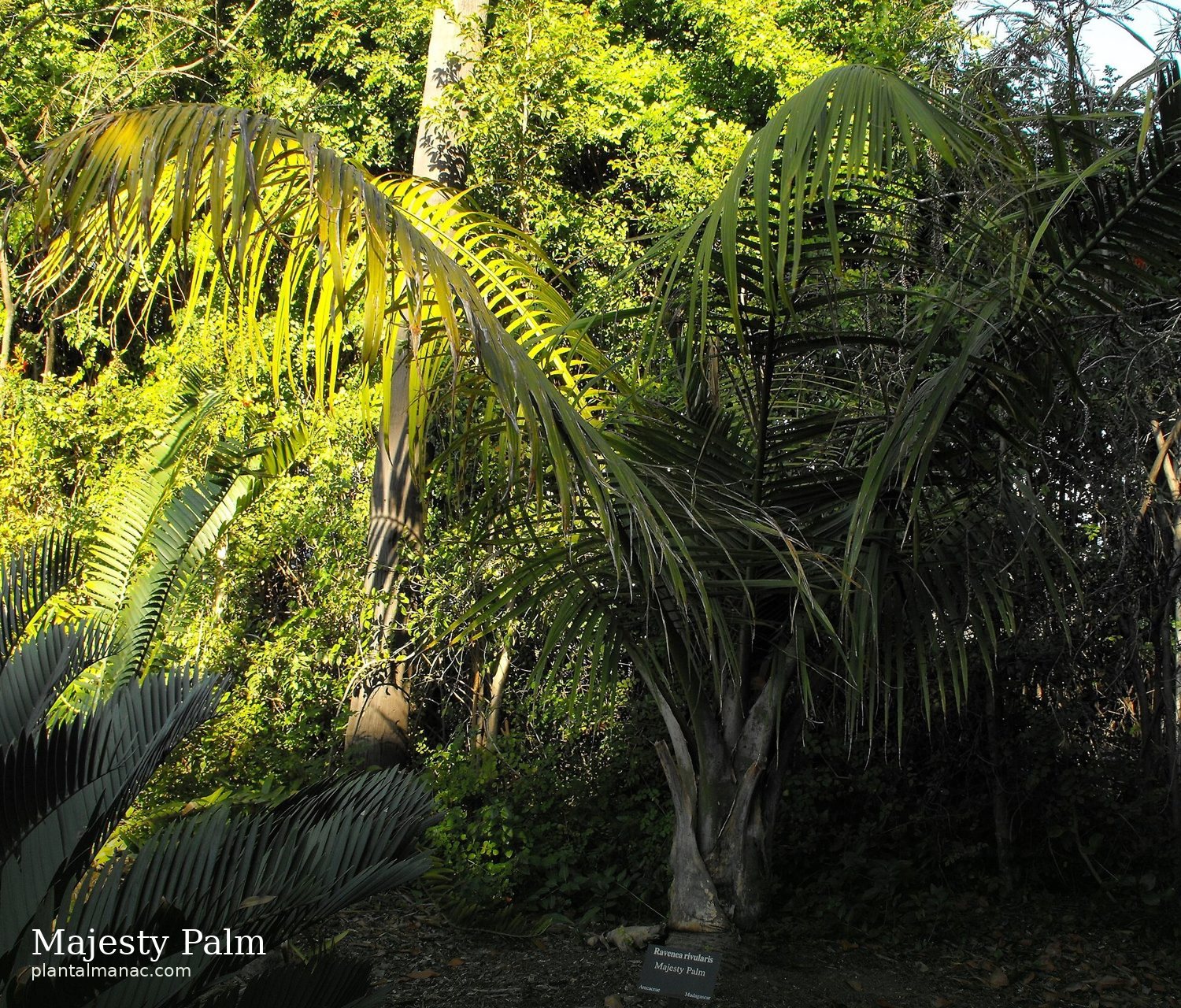 Majesty Palm (Ravenea rivularis)