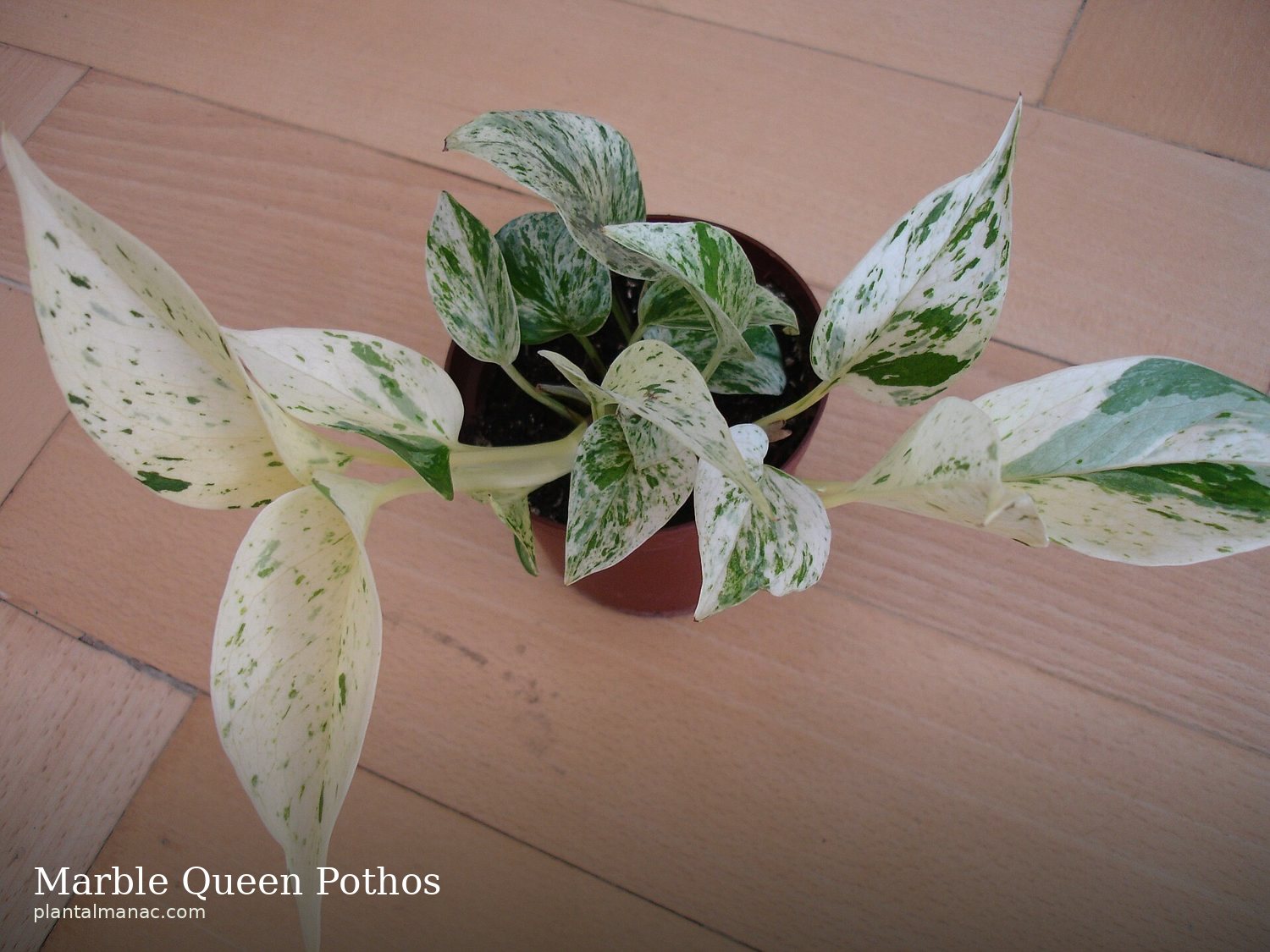 Marble Queen Pothos (Epipremnum aureum Marble Queen)
