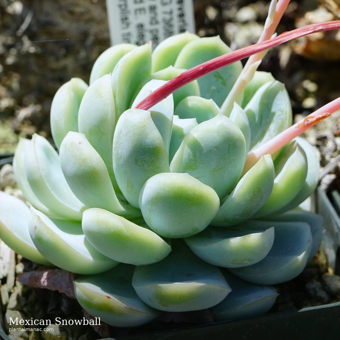 Mexican Snowball (Echeveria elegans)