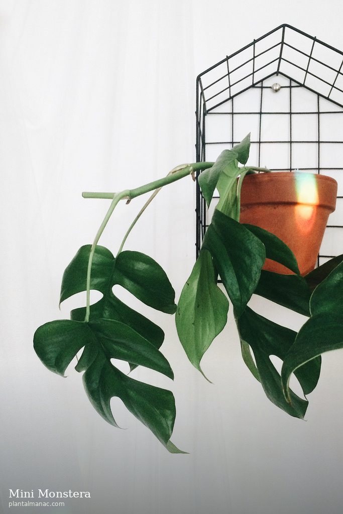 Mini Monstera (Rhaphidophora tetrasperma)
