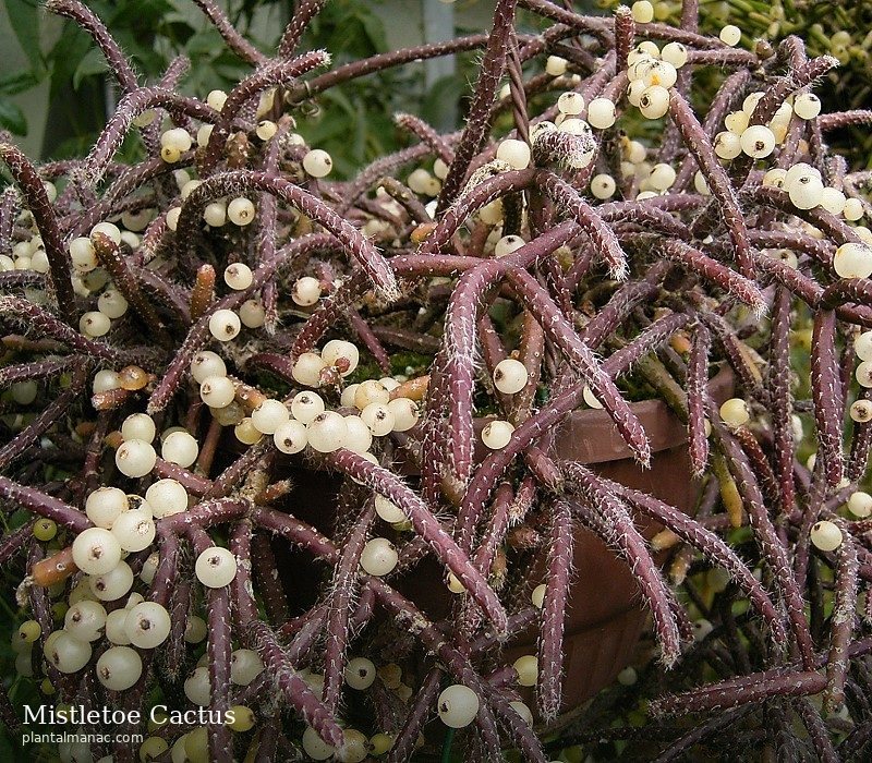 Mistletoe Cactus (Rhipsalis baccifera)
