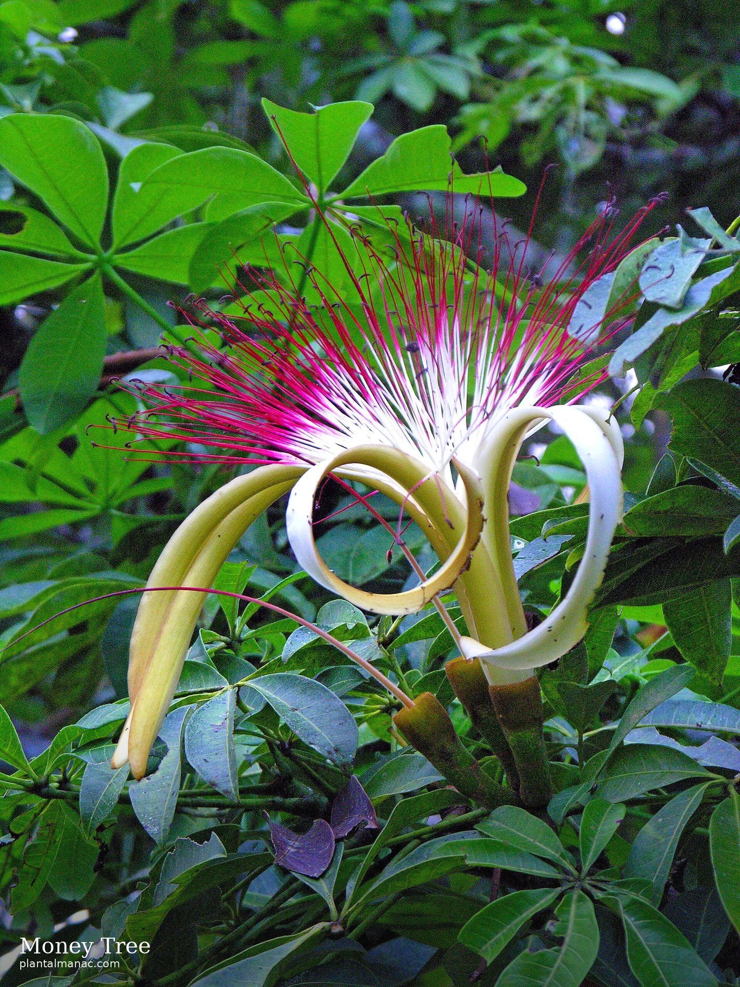 Money Tree (Pachira aquatica)