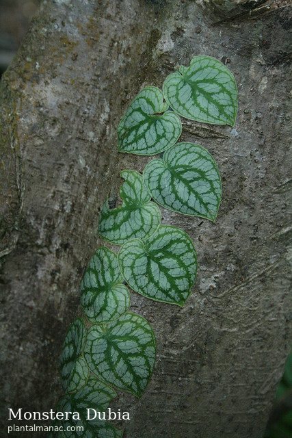 Monstera Dubia (Monstera dubia)