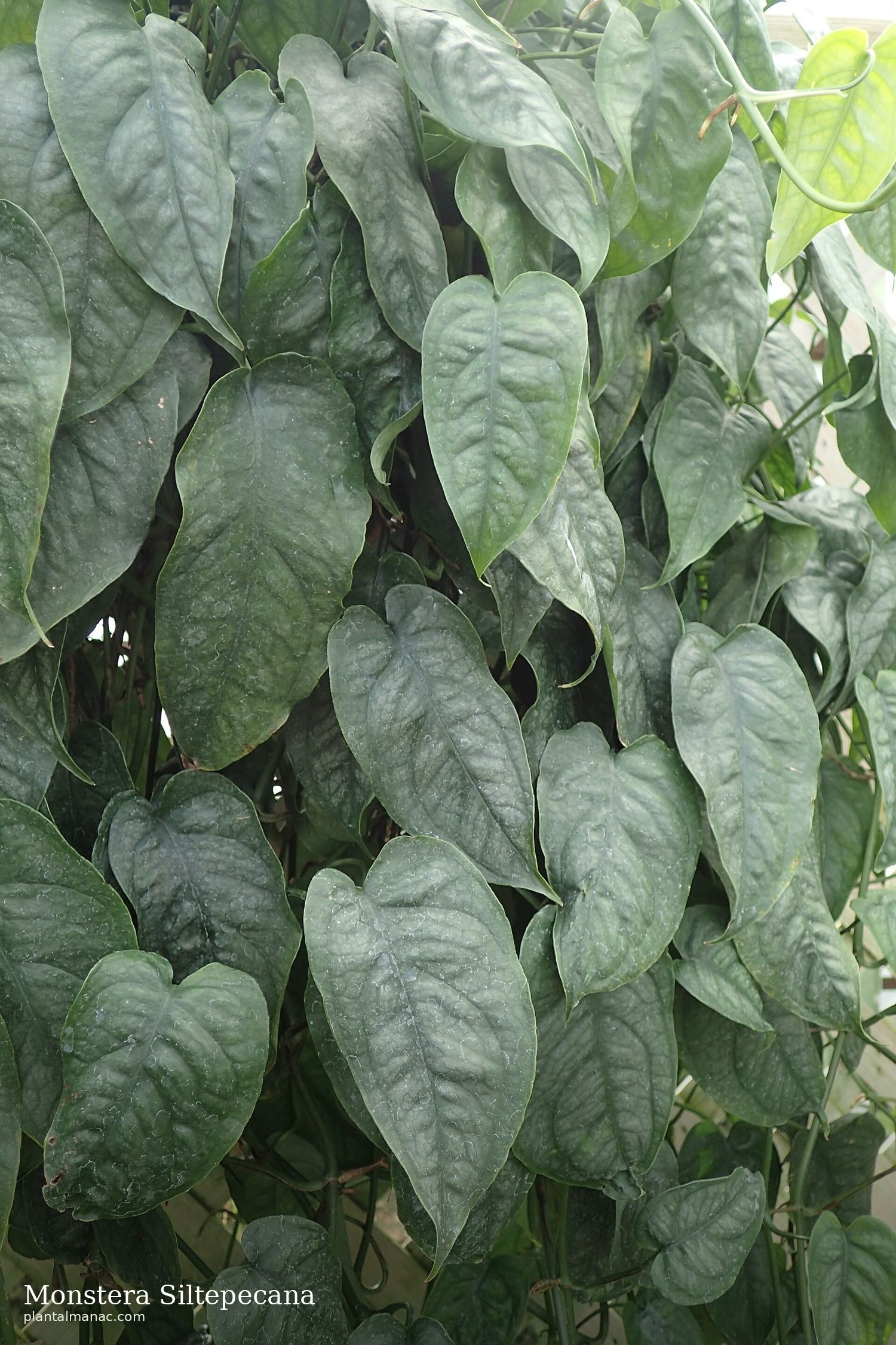 Monstera Siltepecana (Monstera siltepecana)