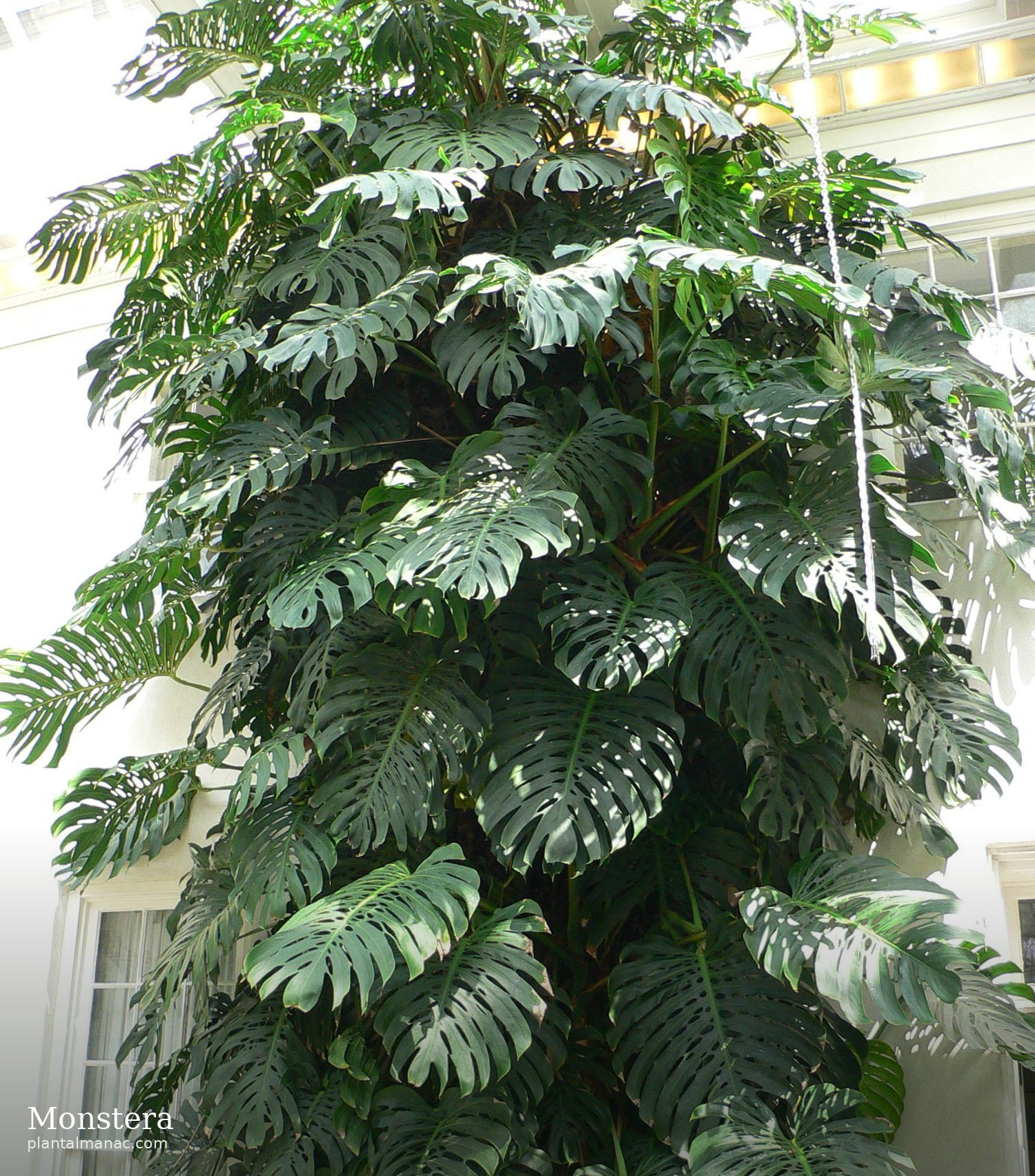 Monstera (Monstera deliciosa)