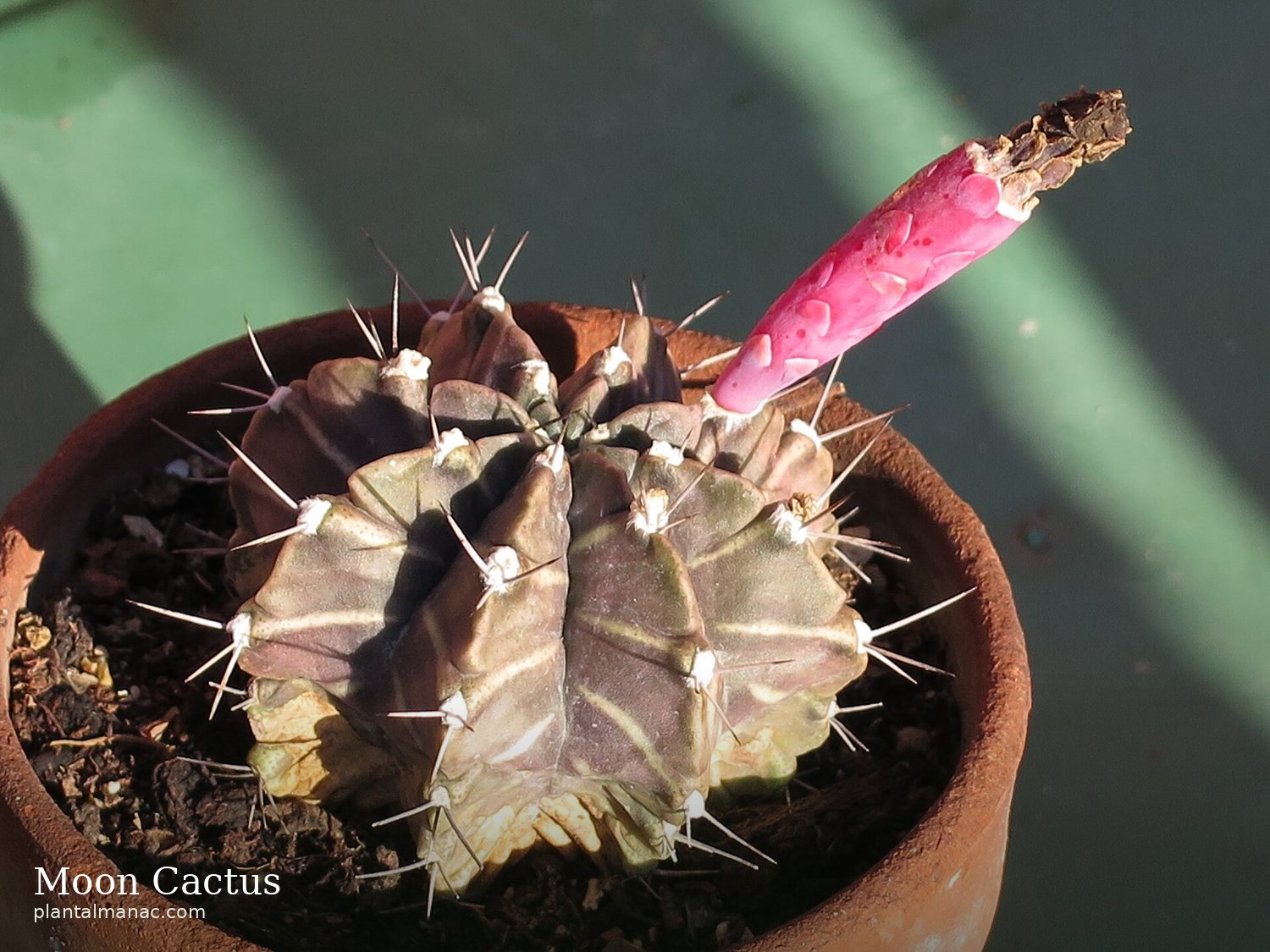 Moon Cactus (Gymnocalycium mihanovichii)