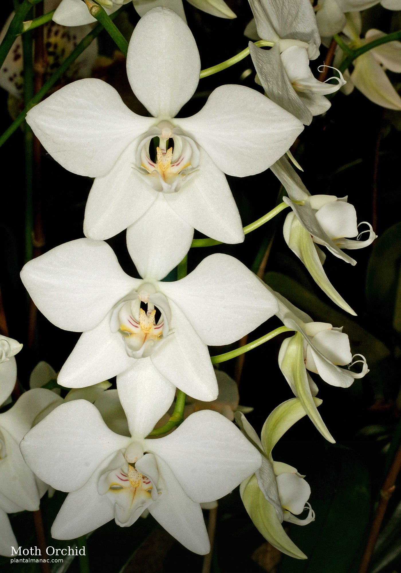 Moth Orchid (Phalaenopsis aphrodite)