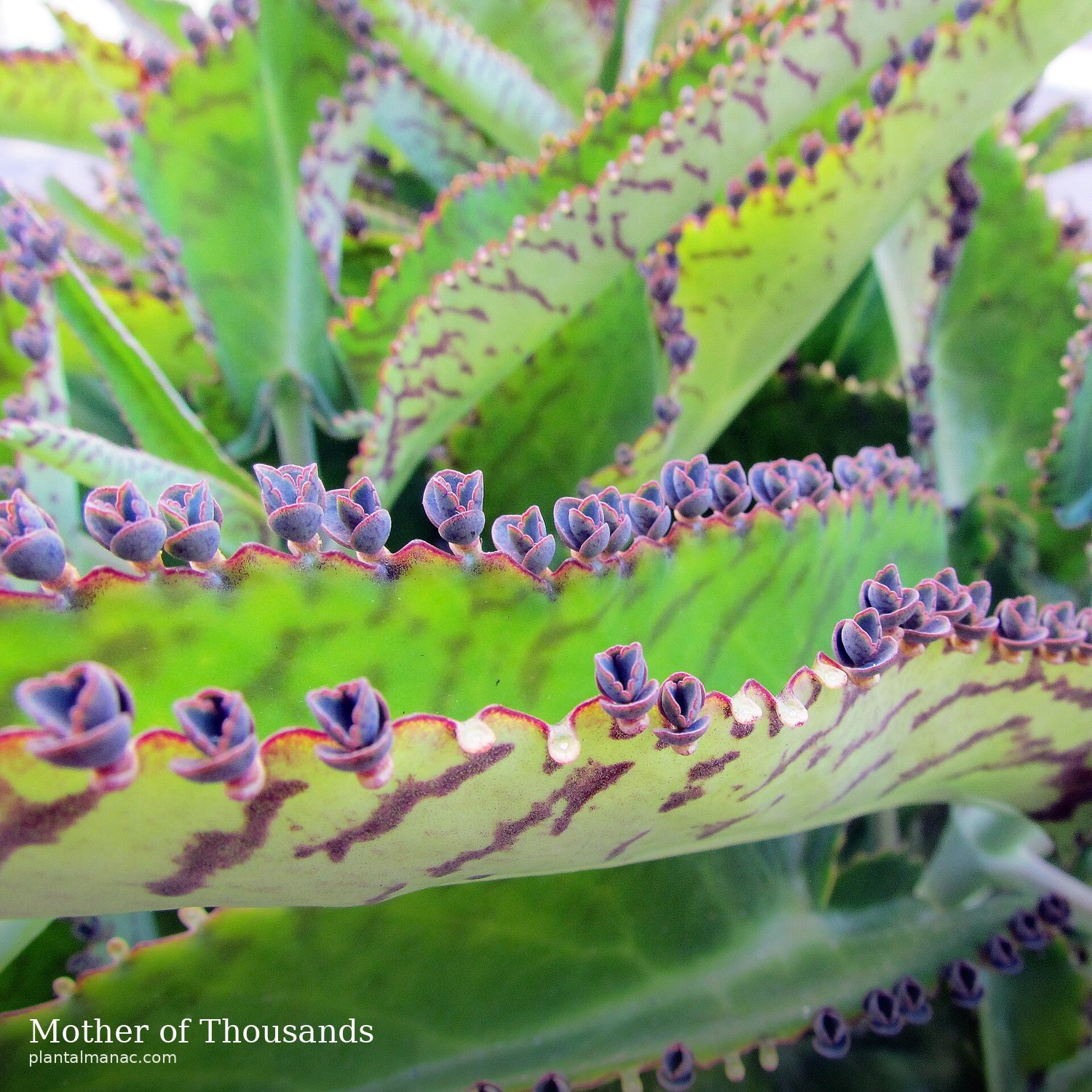 Mother of Thousands (Kalanchoe daigremontiana)