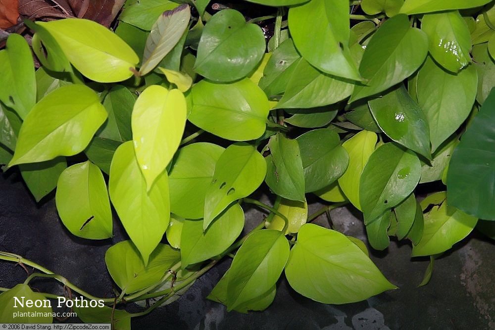 Neon Pothos (Epipremnum aureum Neon)