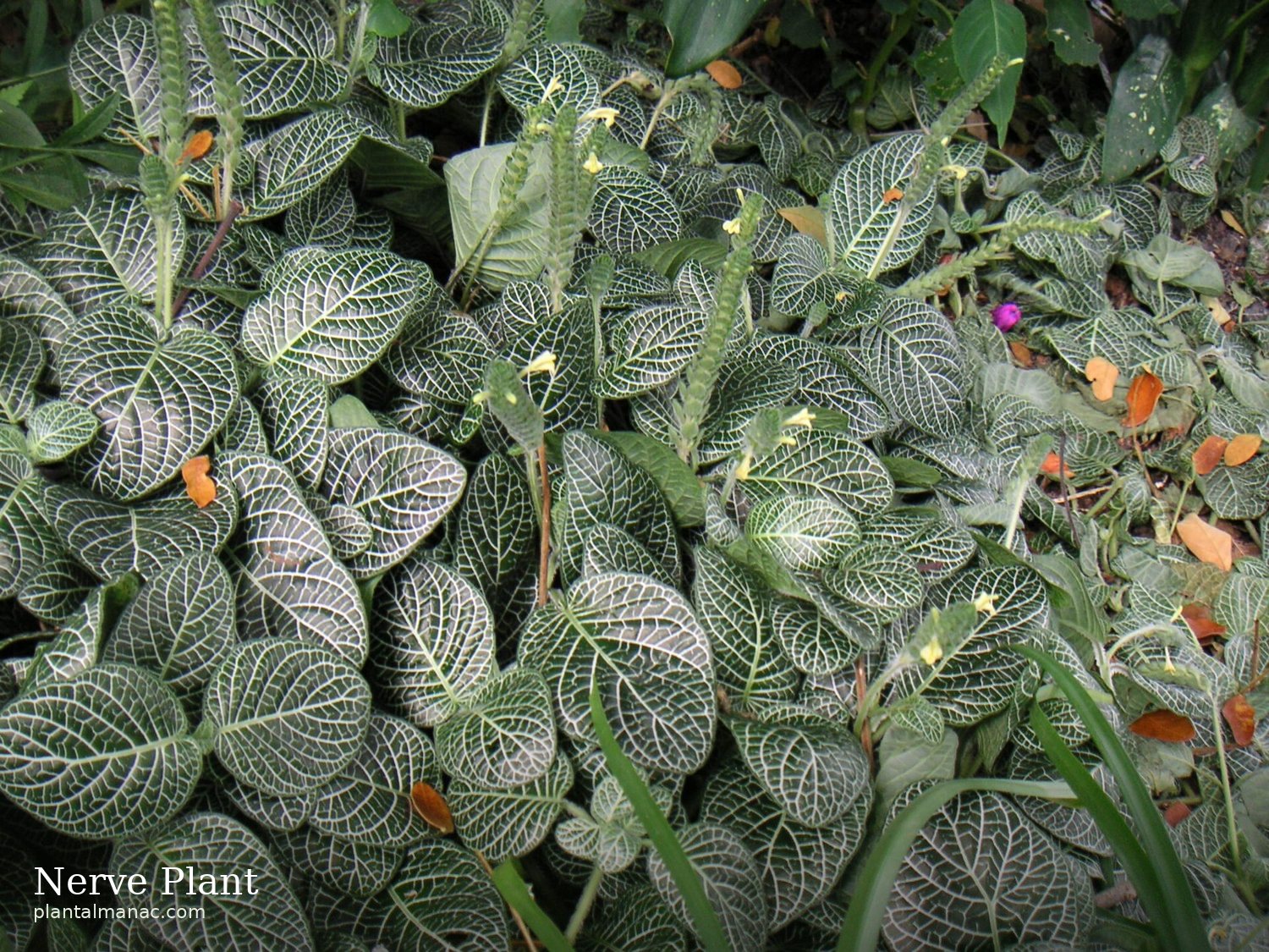 Nervenpflanze (Fittonia albivenis)