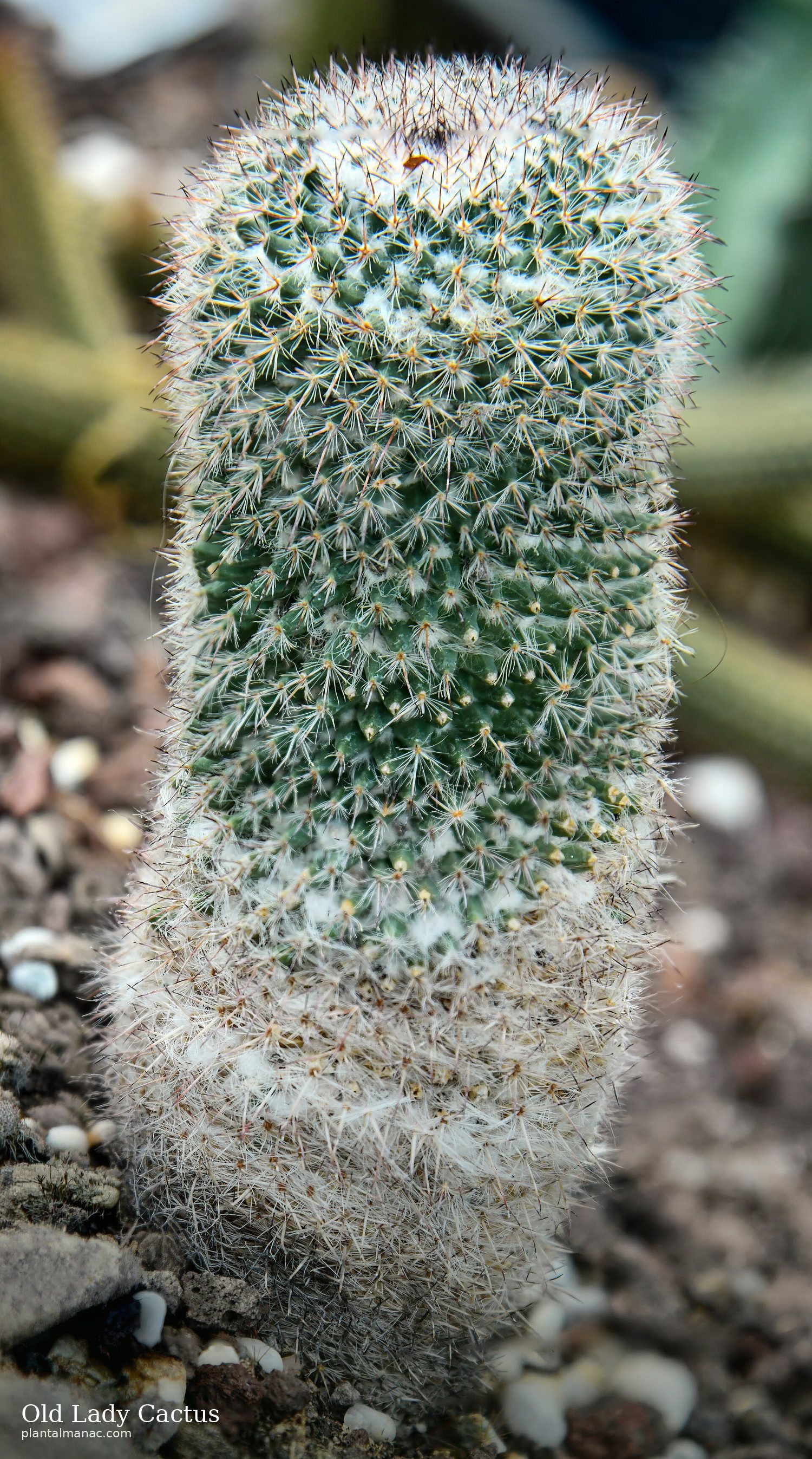 Old Lady Cactus (Mammillaria hahniana)