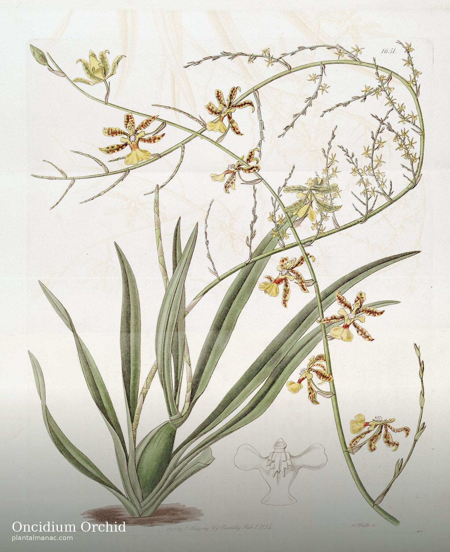 Oncidium Orchid (Oncidium altissimum)