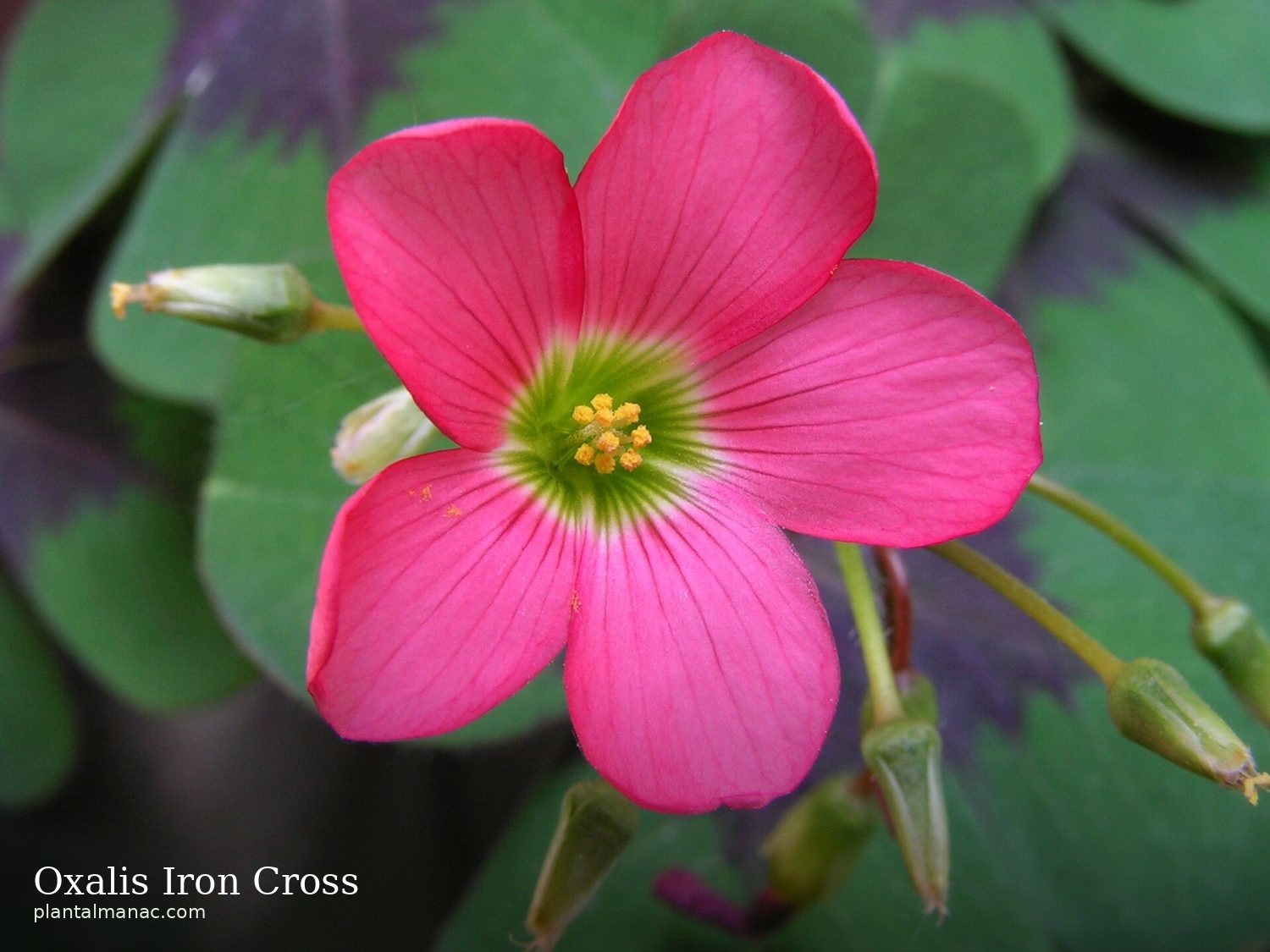 Oxalis Iron Cross (Oxalis tetraphylla Iron Cross)
