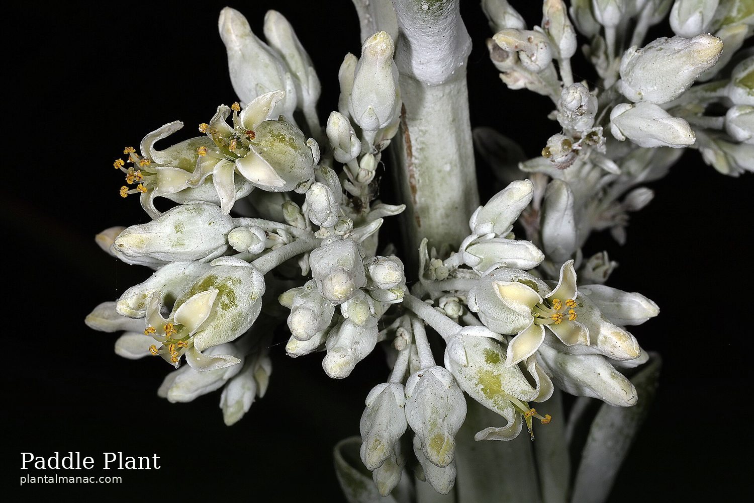 Paddle Plant (Kalanchoe luciae)