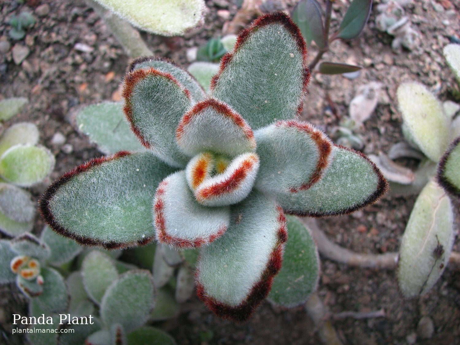 Panda Plant (Kalanchoe tomentosa)